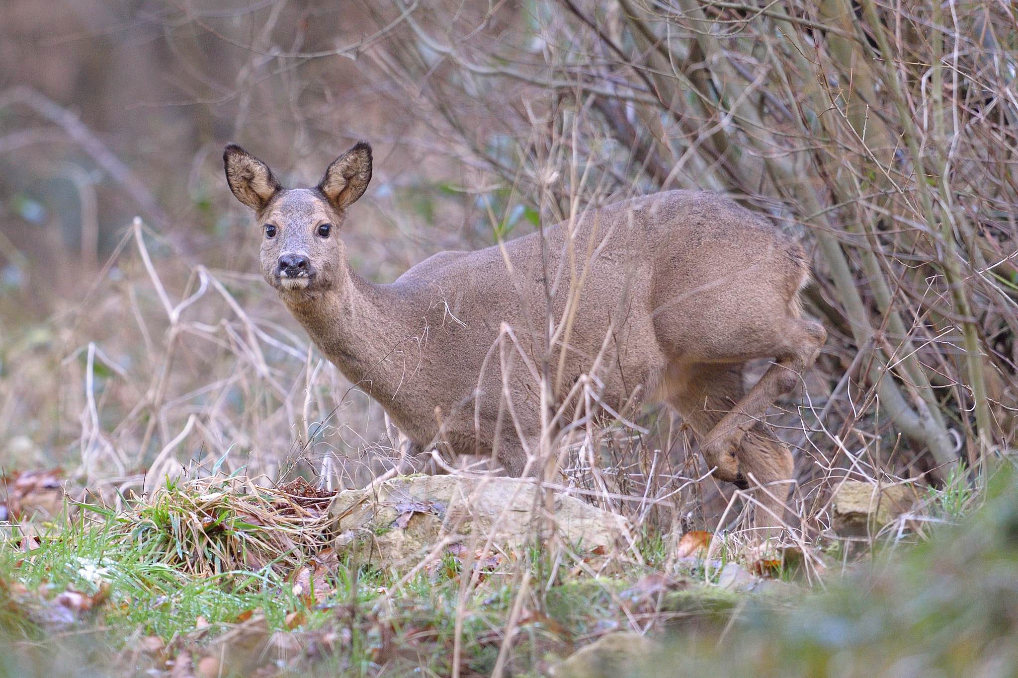 Nikon D610 + Nikon AF-S Nikkor 600mm F4G ED VR sample photo. Chevreuil photography