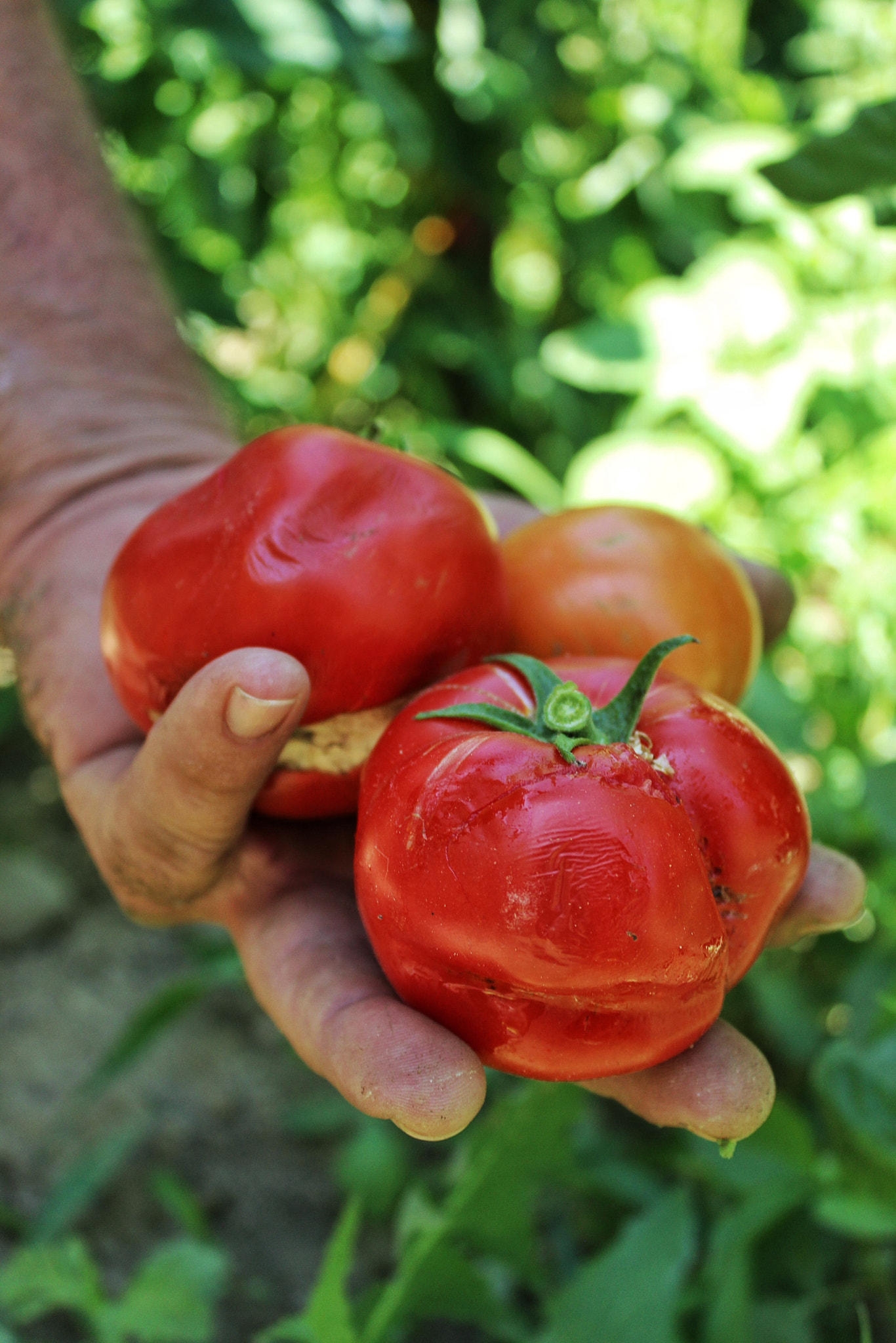 Canon EOS 1200D (EOS Rebel T5 / EOS Kiss X70 / EOS Hi) + Canon EF-S 18-55mm F3.5-5.6 IS II sample photo. Hand holding three tomatoes photography