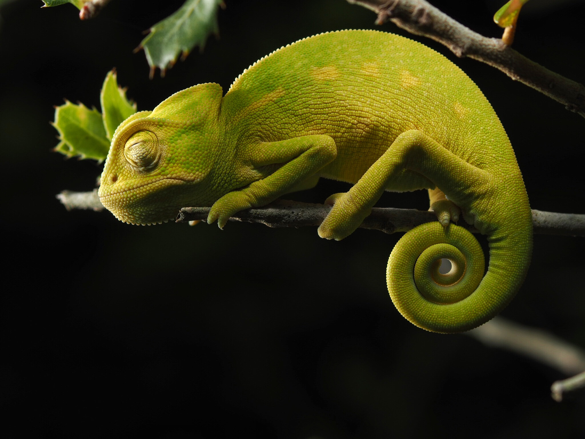 Olympus OM-D E-M1 + Sigma 105mm F2.8 EX DG Macro sample photo. Sleeping african chameleon, greece photography