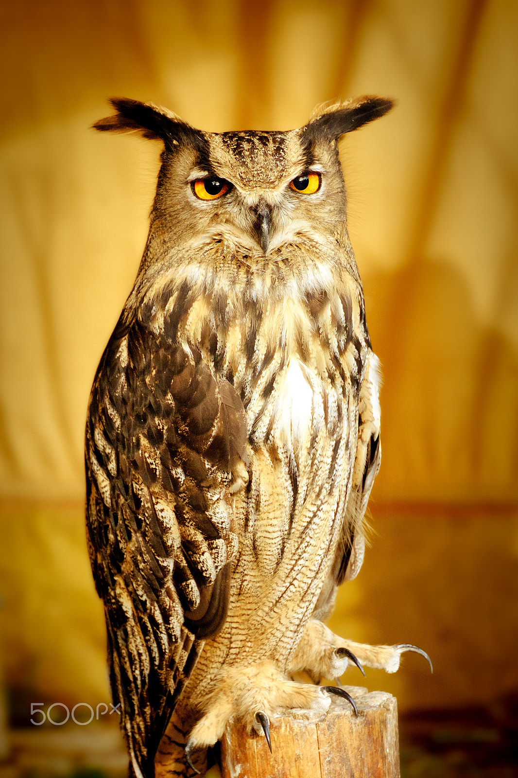 Fujifilm X-T1 + Fujifilm XC 50-230mm F4.5-6.7 OIS sample photo. Owl photography