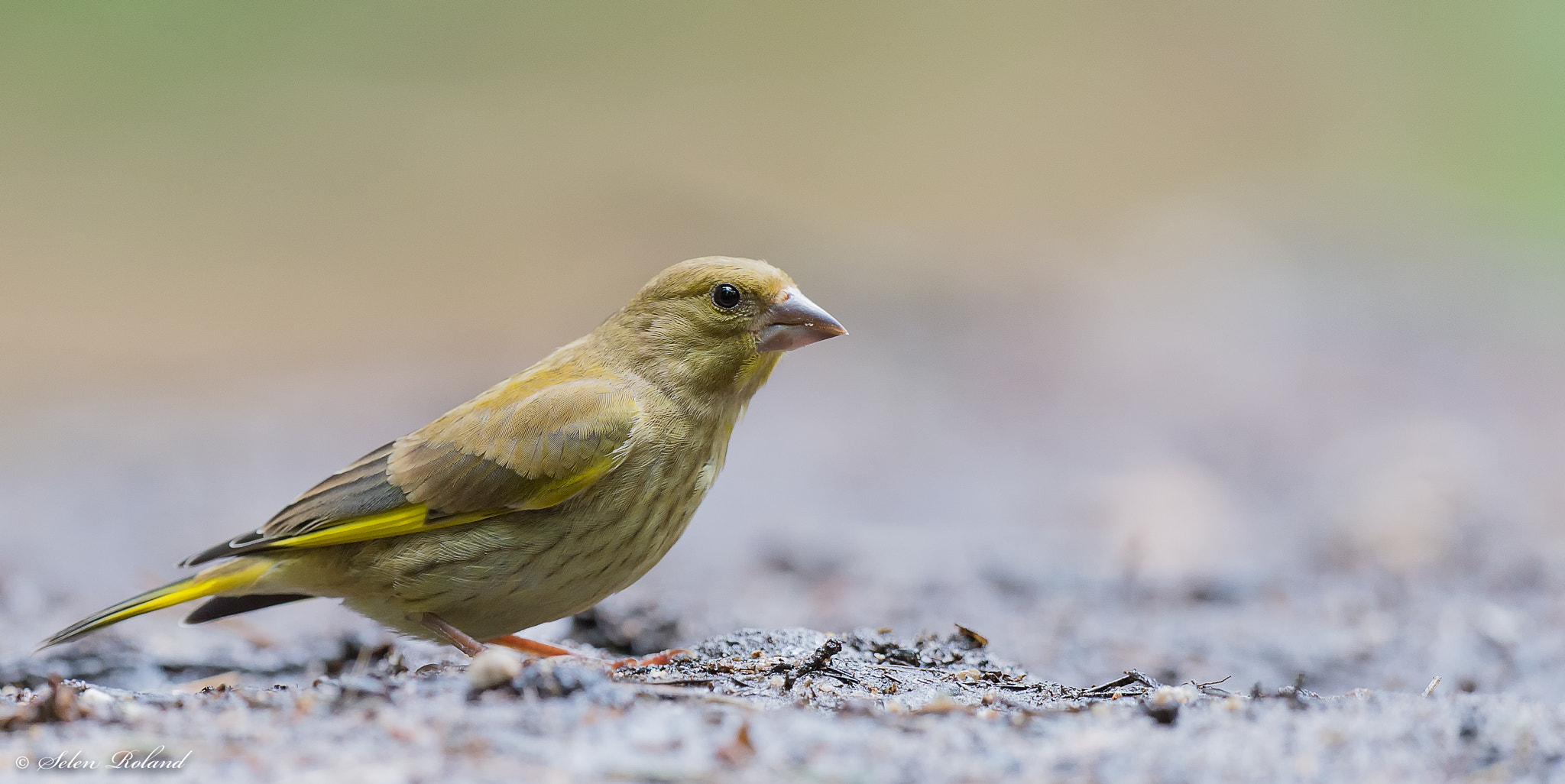 Nikon D4 sample photo. Groenling - greenfinch photography