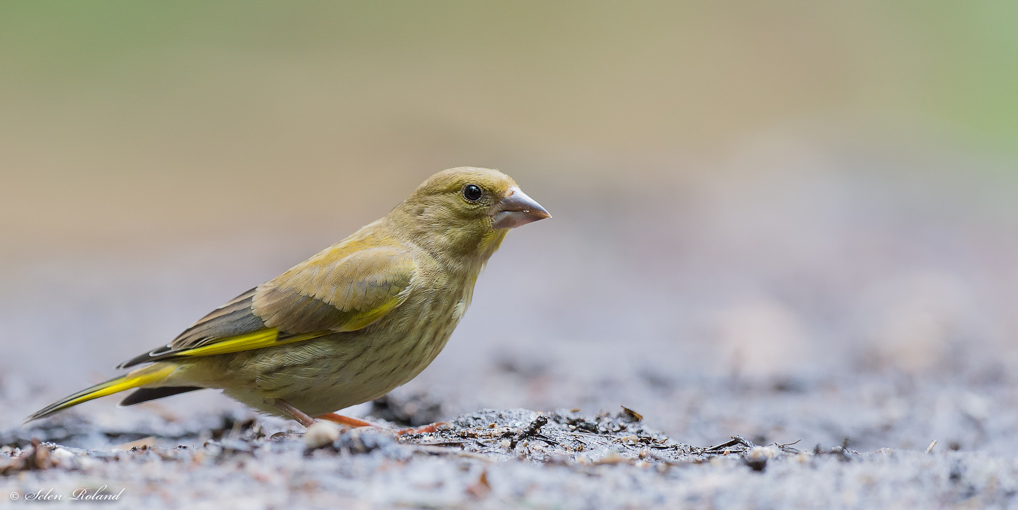 Nikon D4 + Nikon AF-S Nikkor 500mm F4G ED VR sample photo. Groenling - greenfinch photography