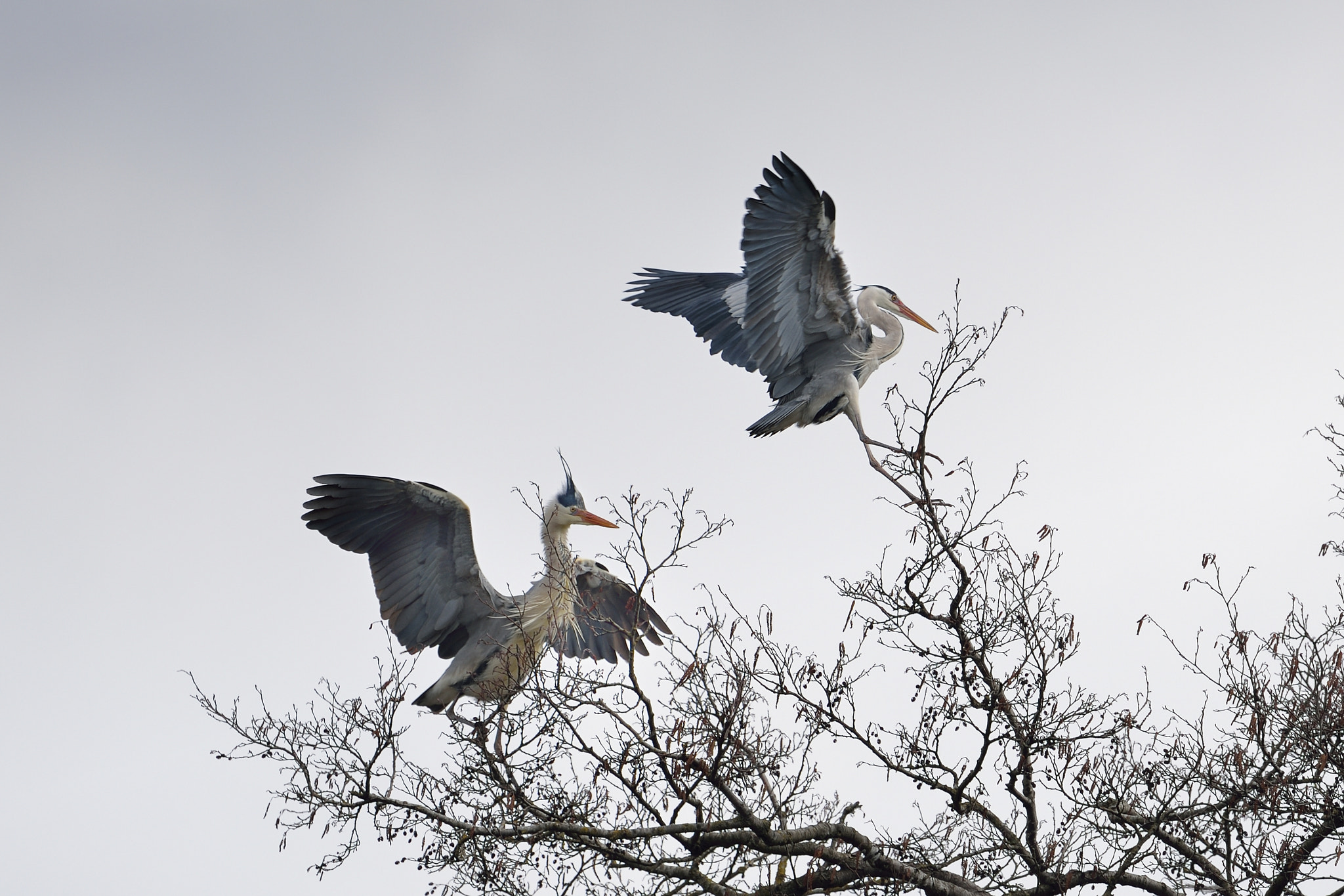 Nikon D610 + Nikon AF-S Nikkor 600mm F4G ED VR sample photo. Héron cendré photography