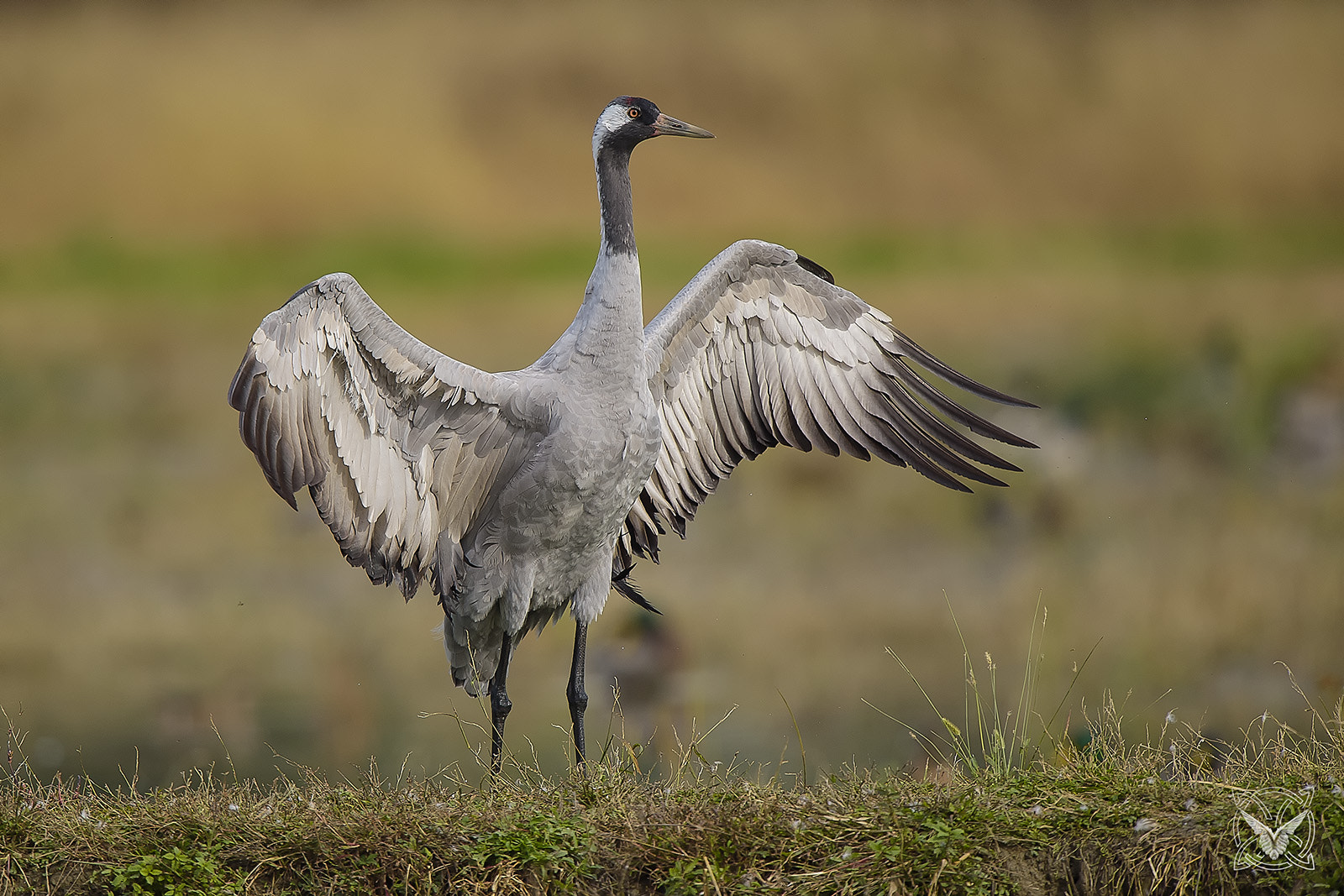 Nikon D4S + Nikon AF-S Nikkor 600mm F4G ED VR sample photo. Grus grus - gru cenerina - grue cendrée photography