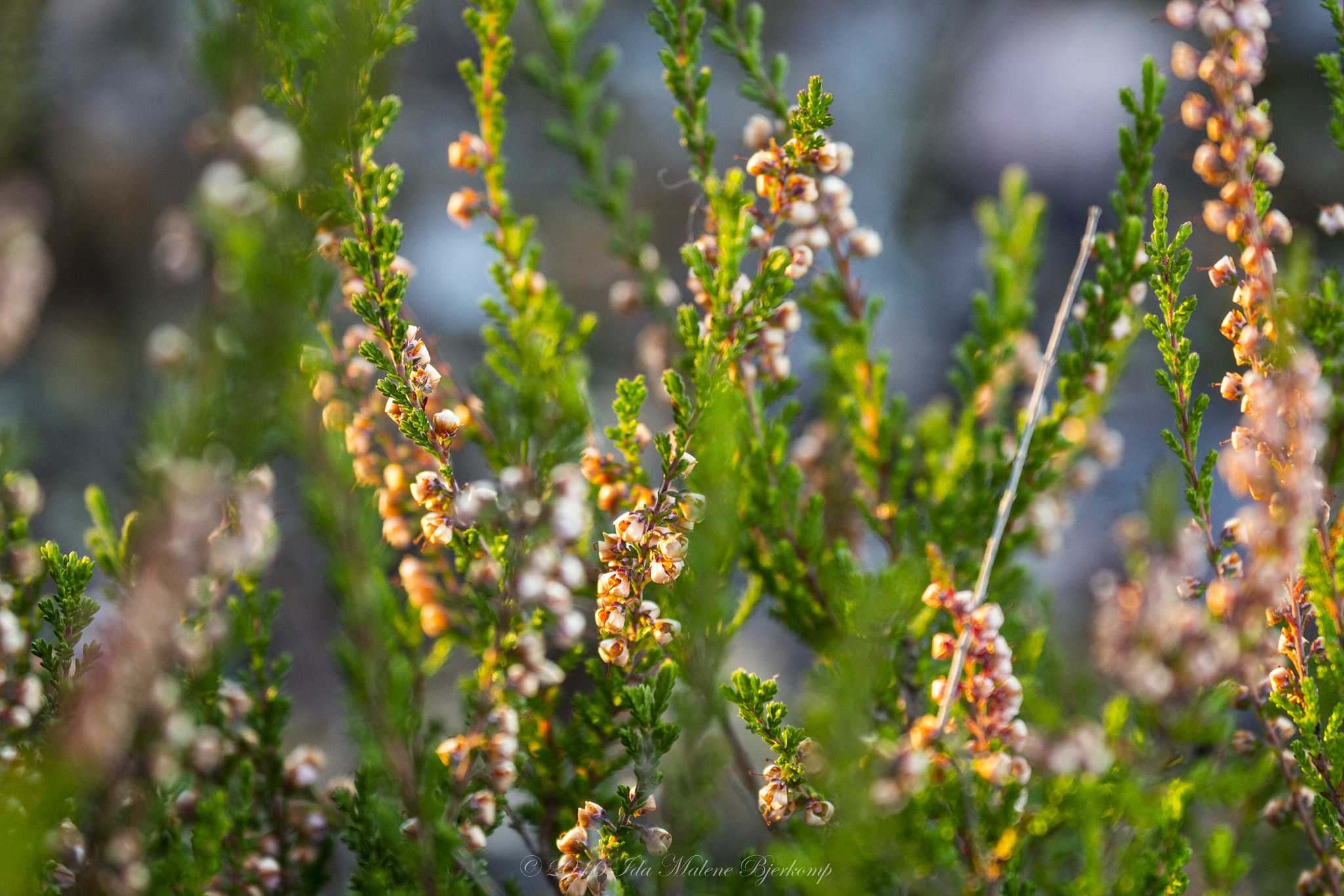 Canon EF 70-300mm F4-5.6L IS USM sample photo. Heather in the sunrise photography