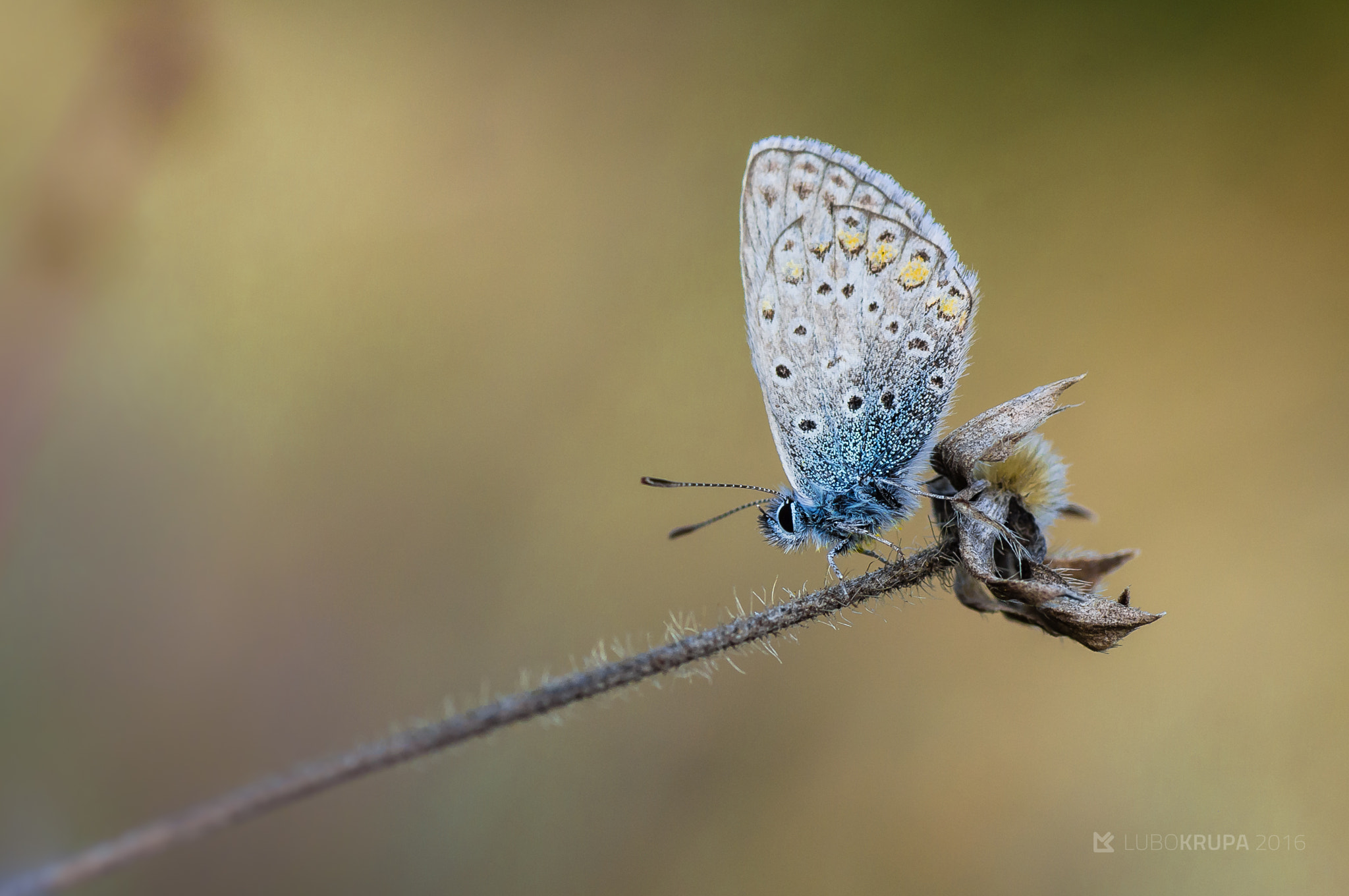 Pentax K-r sample photo. Polyommatus icarus photography