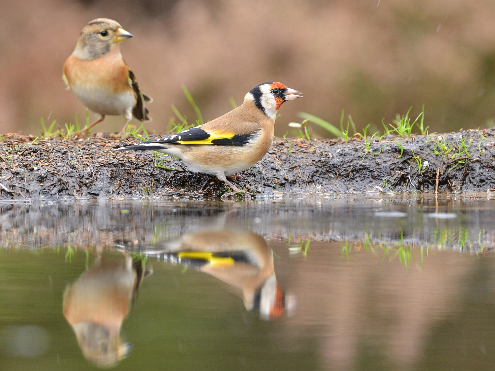 Nikon D600 + Nikon AF-S Nikkor 500mm F4G ED VR sample photo. Putter photography