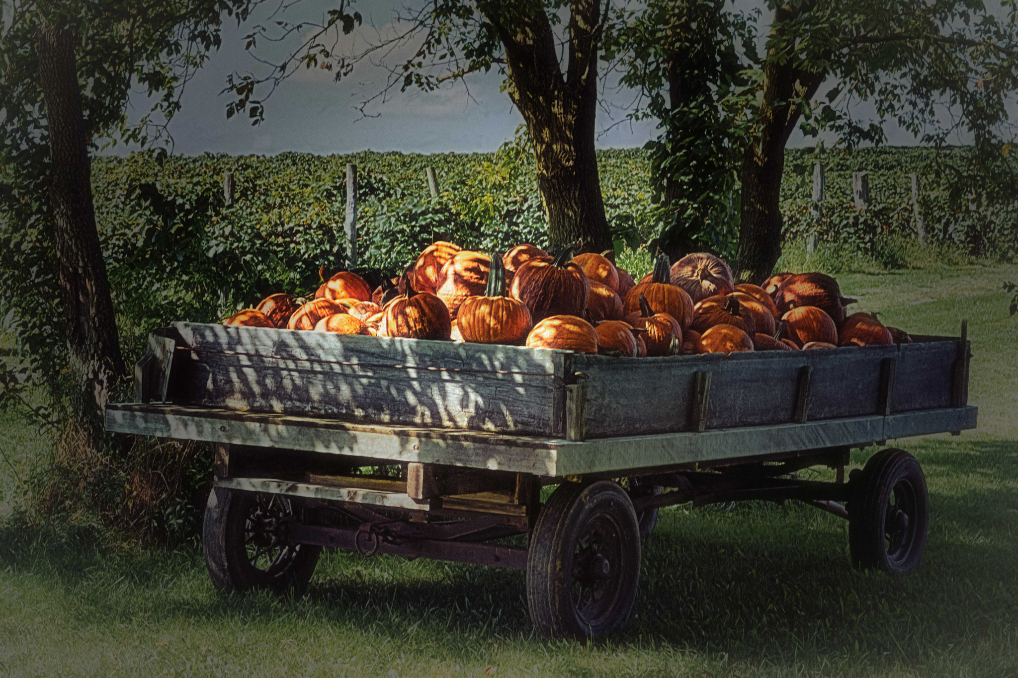 Sony a6300 + Sony Sonnar T* FE 55mm F1.8 ZA sample photo. Fall harvest - sunshine jack-o-lanterns... photography