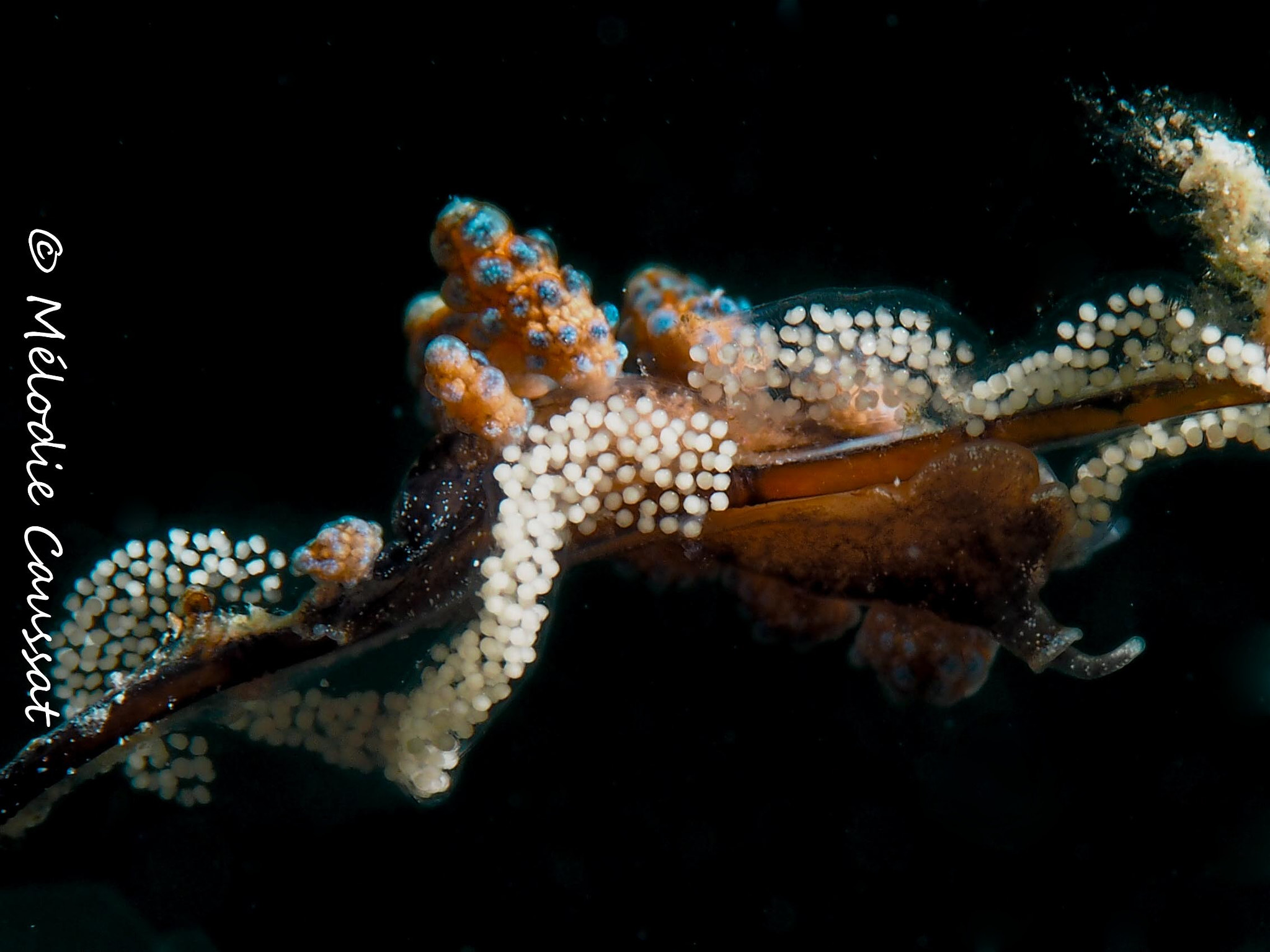 Olympus M.Zuiko Digital ED 60mm F2.8 Macro sample photo. Protecting my eggs.. photography