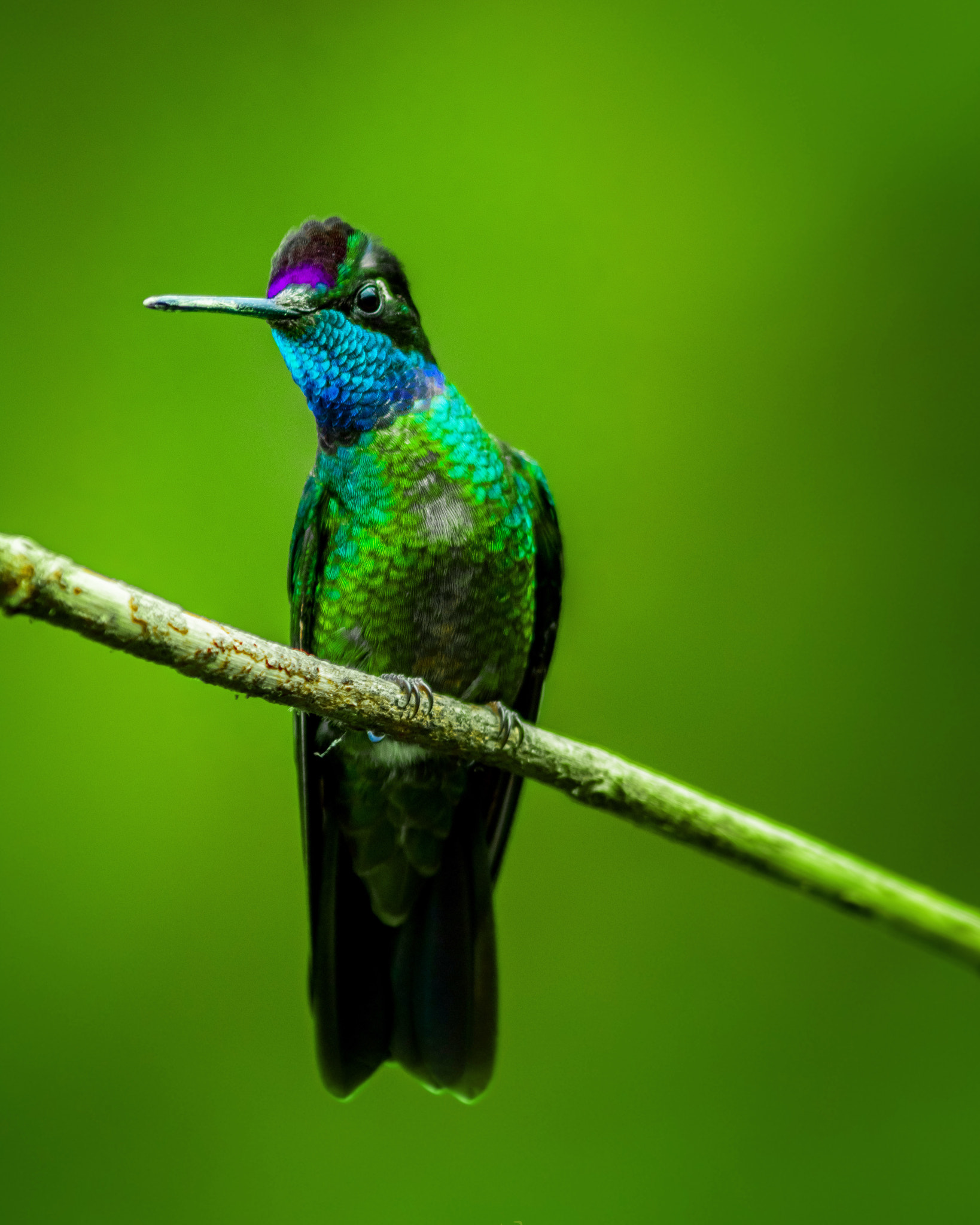 Canon EF 300mm F4L IS USM sample photo. Magnificent hummingbird photography