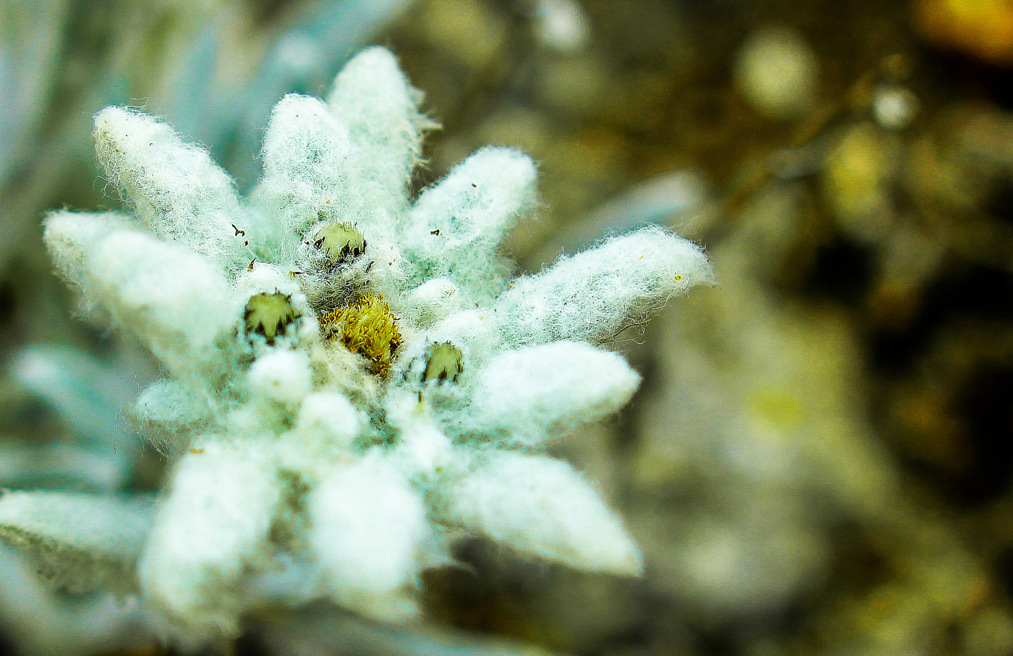 Canon EOS 550D (EOS Rebel T2i / EOS Kiss X4) + Sigma 24mm f/1.8 DG Macro EX sample photo. Тhe heart of pirin (a.k.a. edelweiss) photography