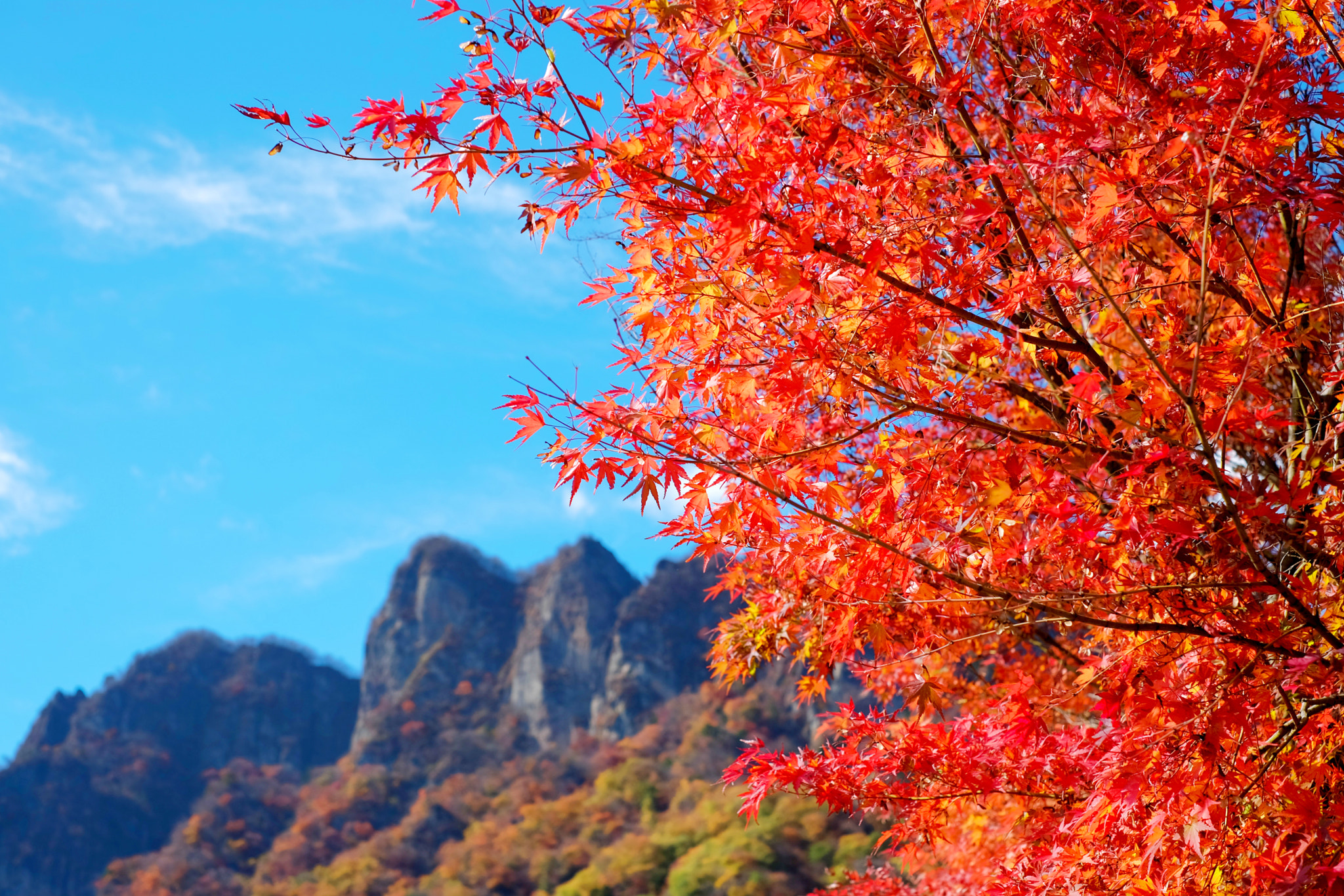 Fujifilm X-M1 + Fujifilm XF 35mm F1.4 R sample photo. Do you like autumn leaves? photography