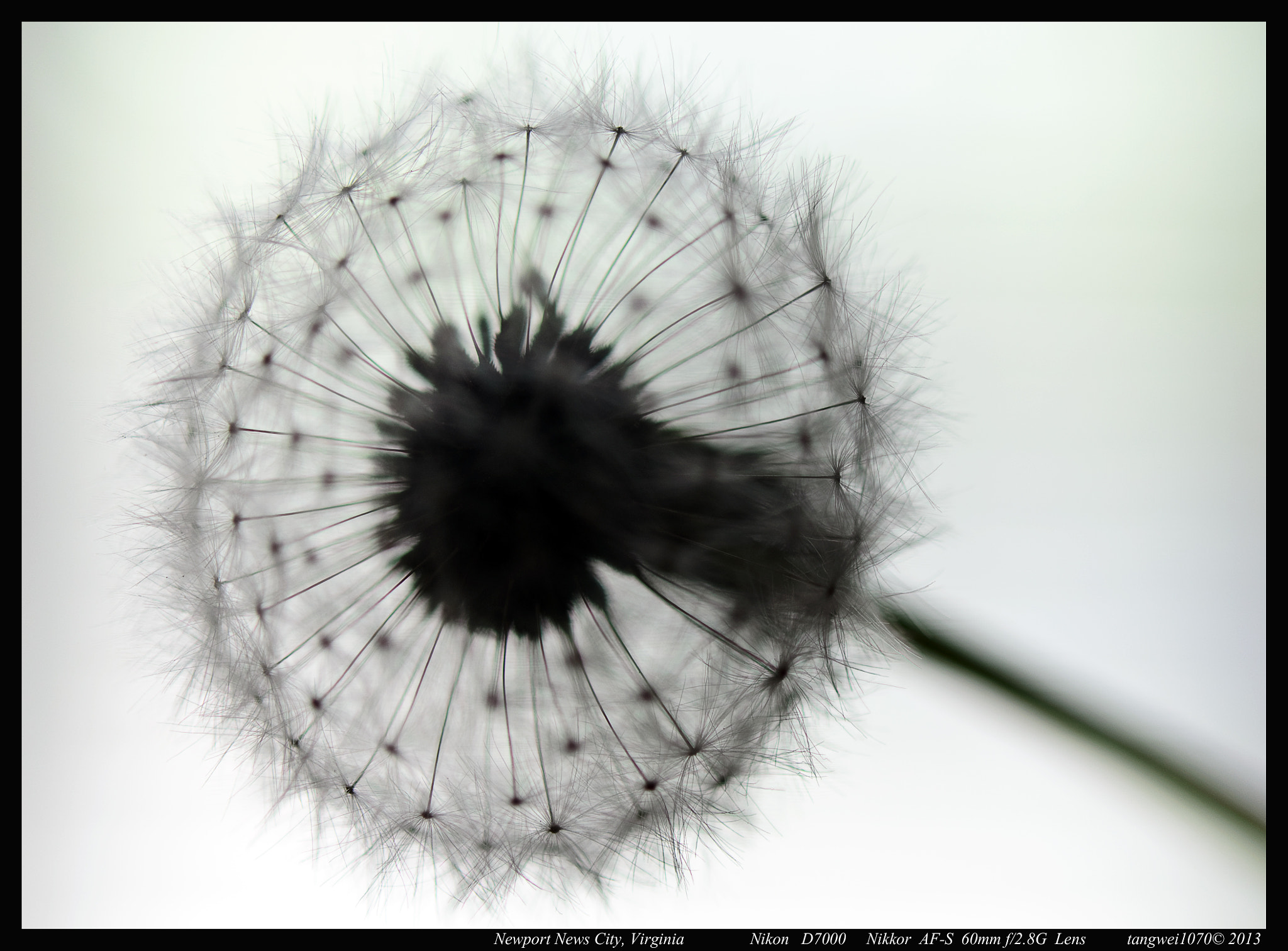 Nikon AF-S Micro-Nikkor 60mm F2.8G ED sample photo. Dandelion photography