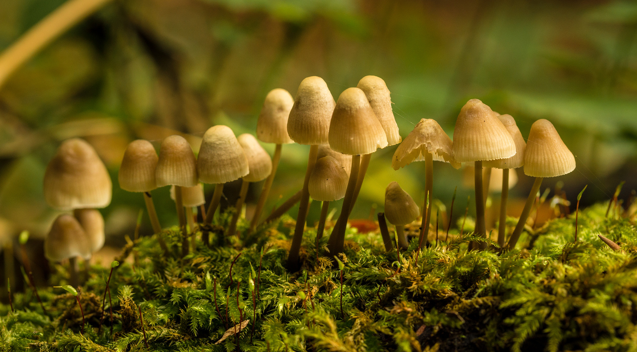 Canon EF-S 60mm F2.8 Macro USM sample photo. Fungi in the woods photography