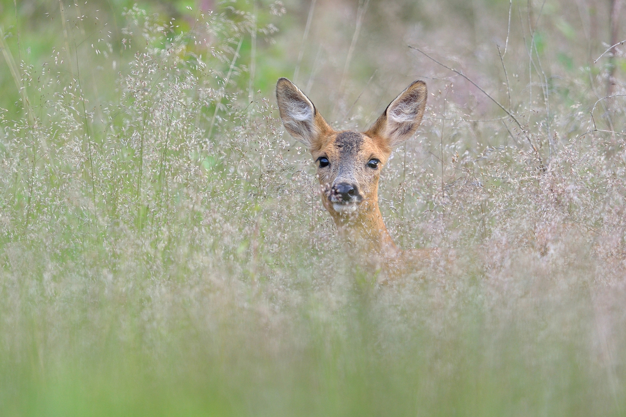 Nikon D610 + Nikon AF-S Nikkor 600mm F4G ED VR sample photo. Chevreuil photography