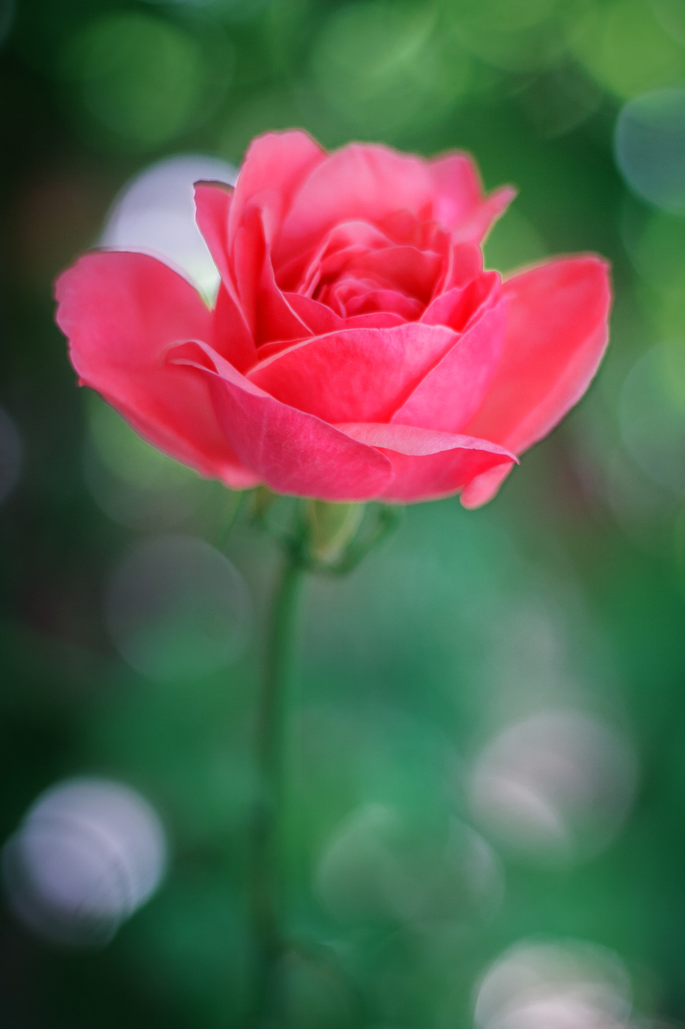 Canon EOS 1000D (EOS Digital Rebel XS / EOS Kiss F) sample photo. Rose photography
