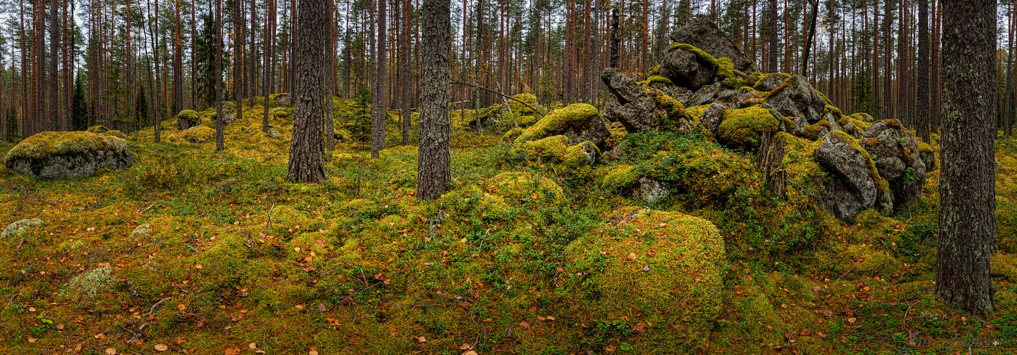 Canon EF 14mm F2.8L II USM sample photo. Autumn forest photography