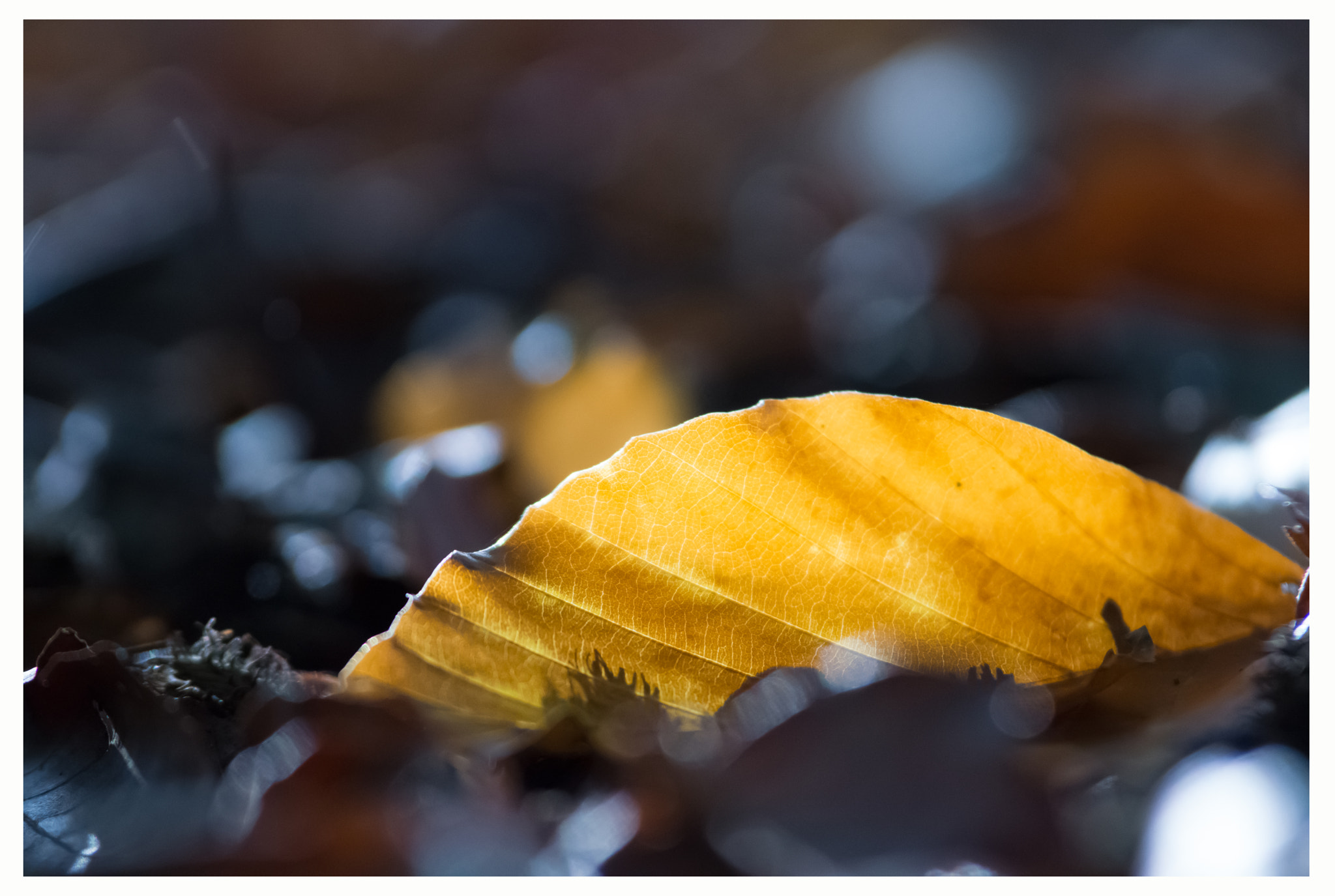 Sony SLT-A77 + Tamron SP AF 70-200mm F2.8 Di LD (IF) MACRO sample photo. Autumn in beech forest ... photography