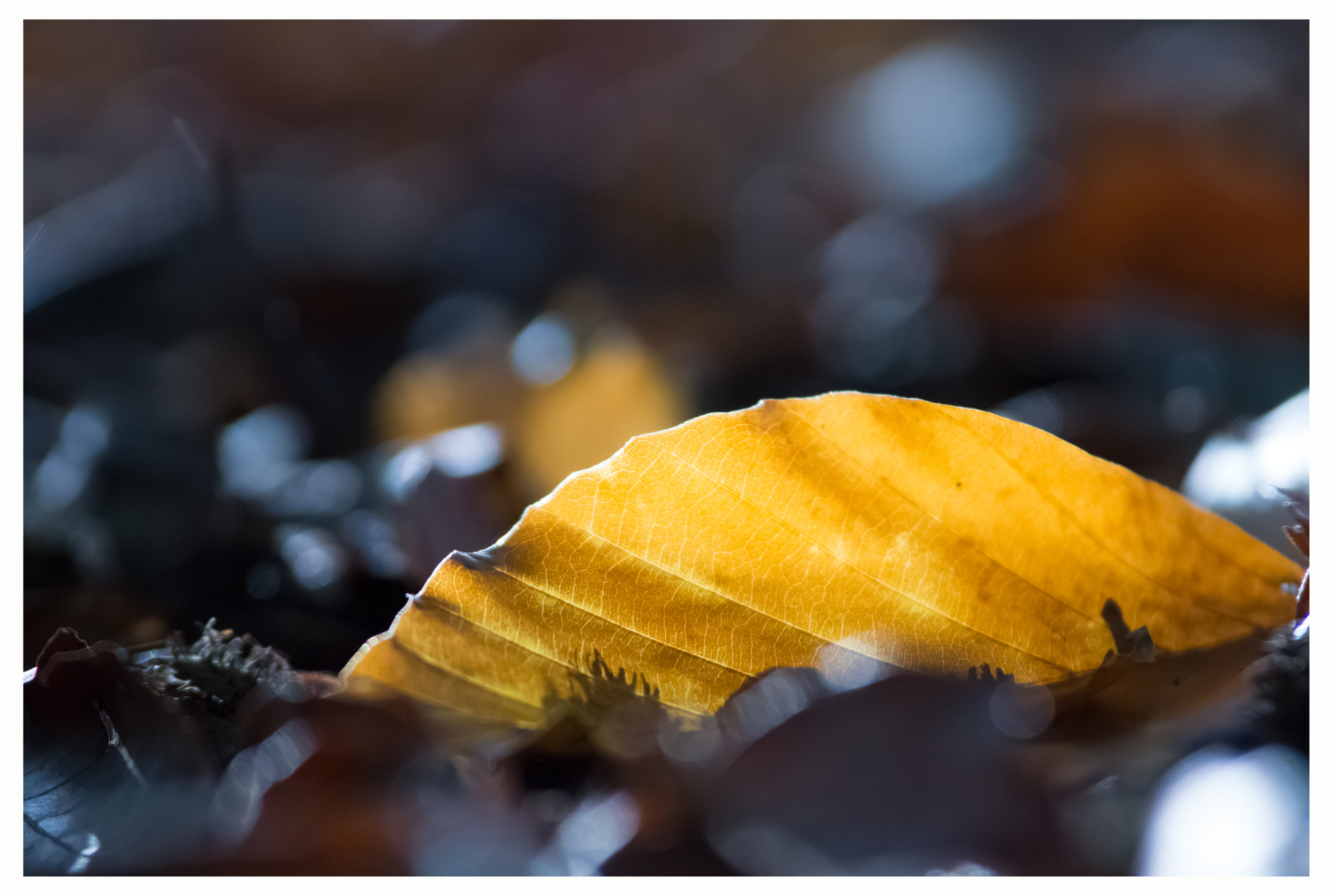 Tamron SP AF 70-200mm F2.8 Di LD (IF) MACRO sample photo. Autumn in beech forest ... photography