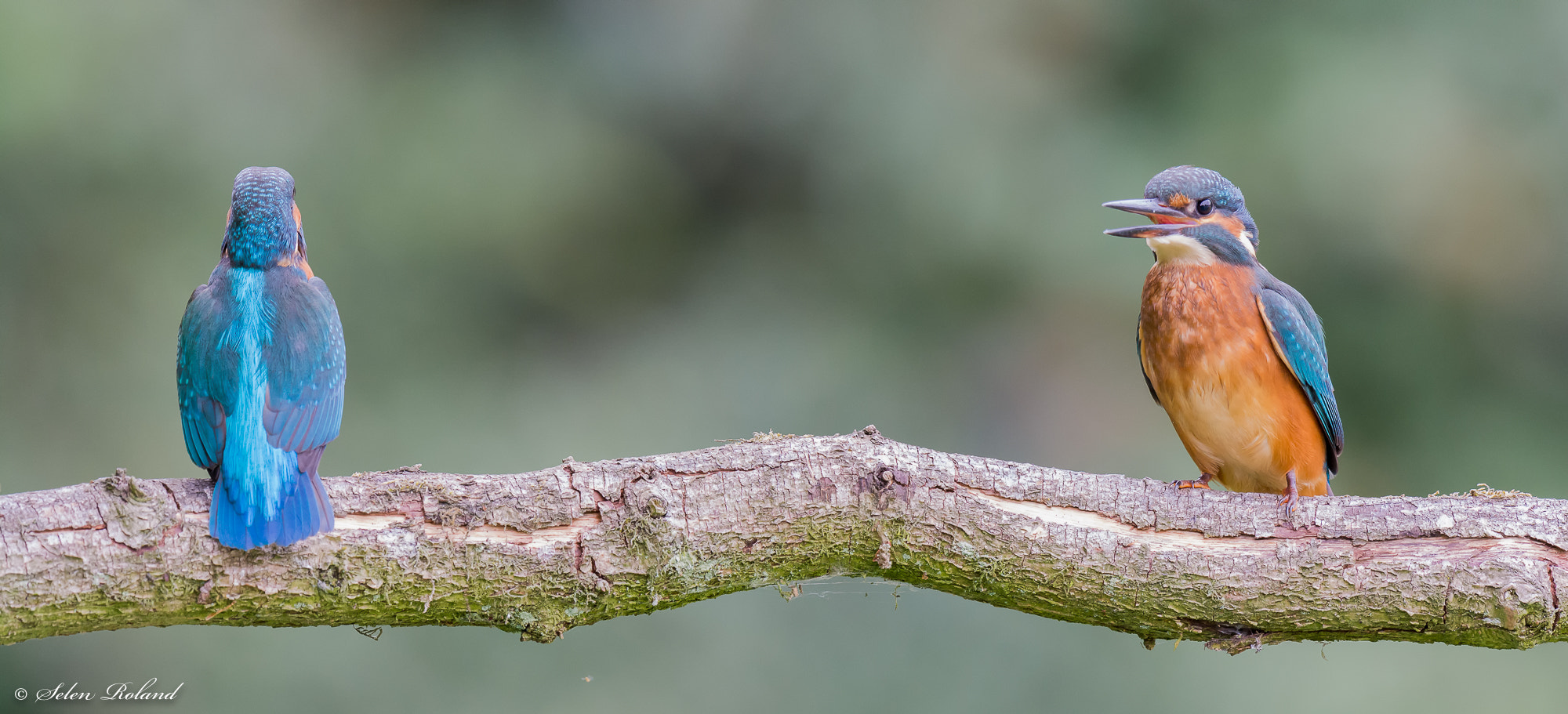 Nikon D7100 + Nikon AF-S Nikkor 500mm F4G ED VR sample photo. Twee ijsvogels - two kingfishers photography