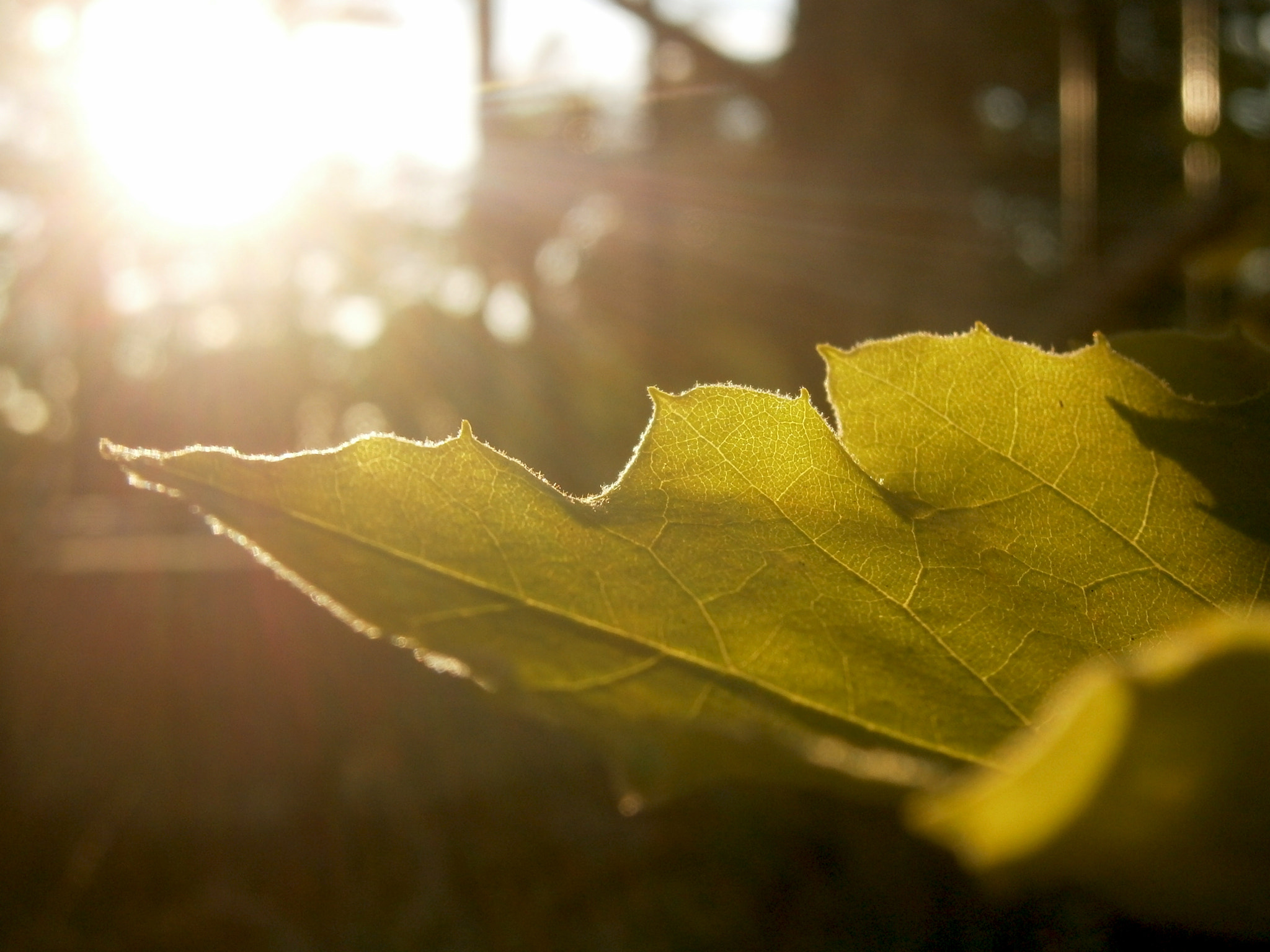 Olympus VG160,X990,D745 sample photo. Platanus photography
