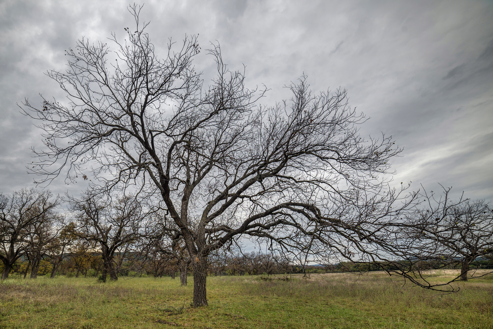 Samyang 14mm F2.8 ED AS IF UMC sample photo. Winter in texas photography