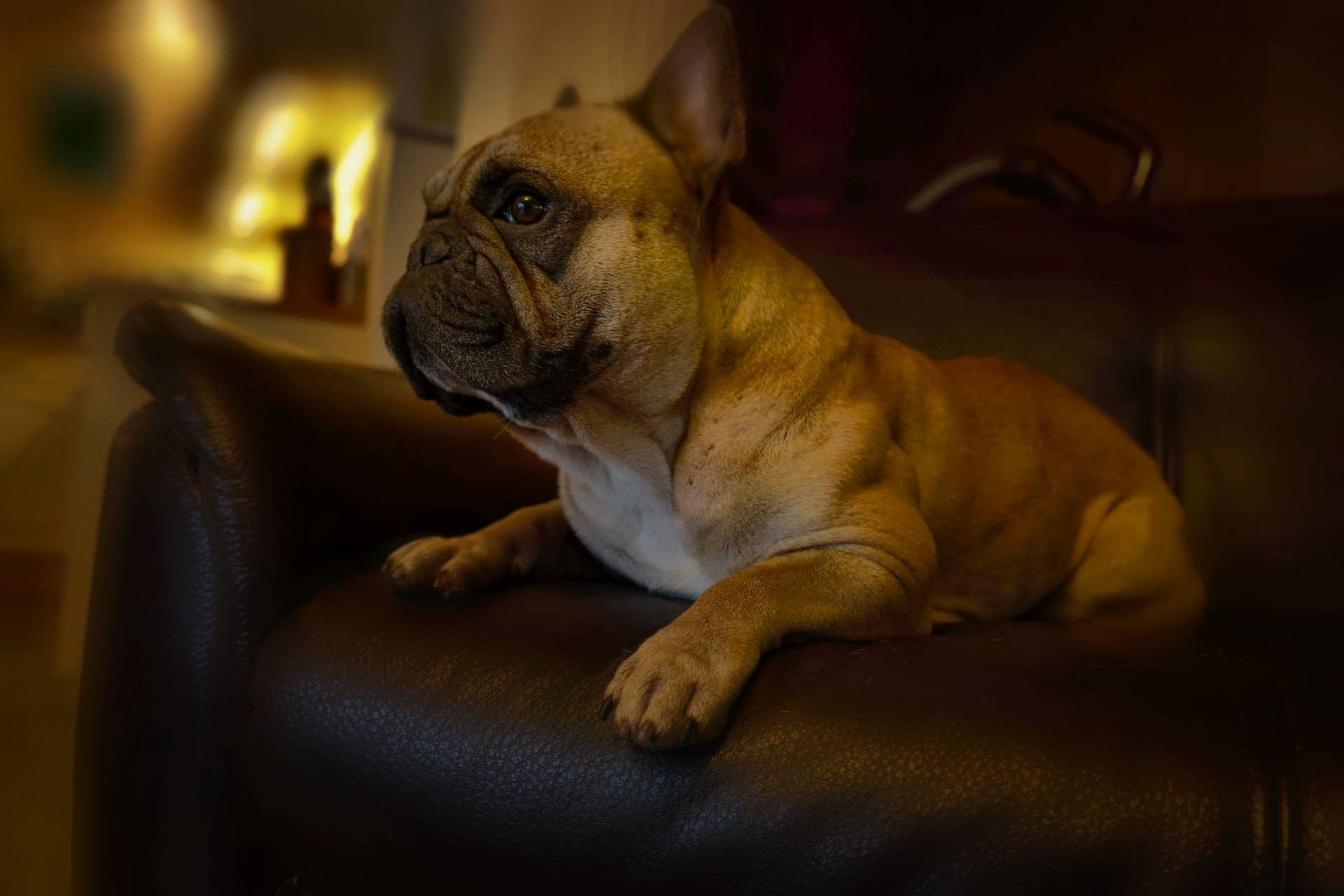 Sony a7R II + Sony FE 28-70mm F3.5-5.6 OSS sample photo. Mein wachsamer hund photography