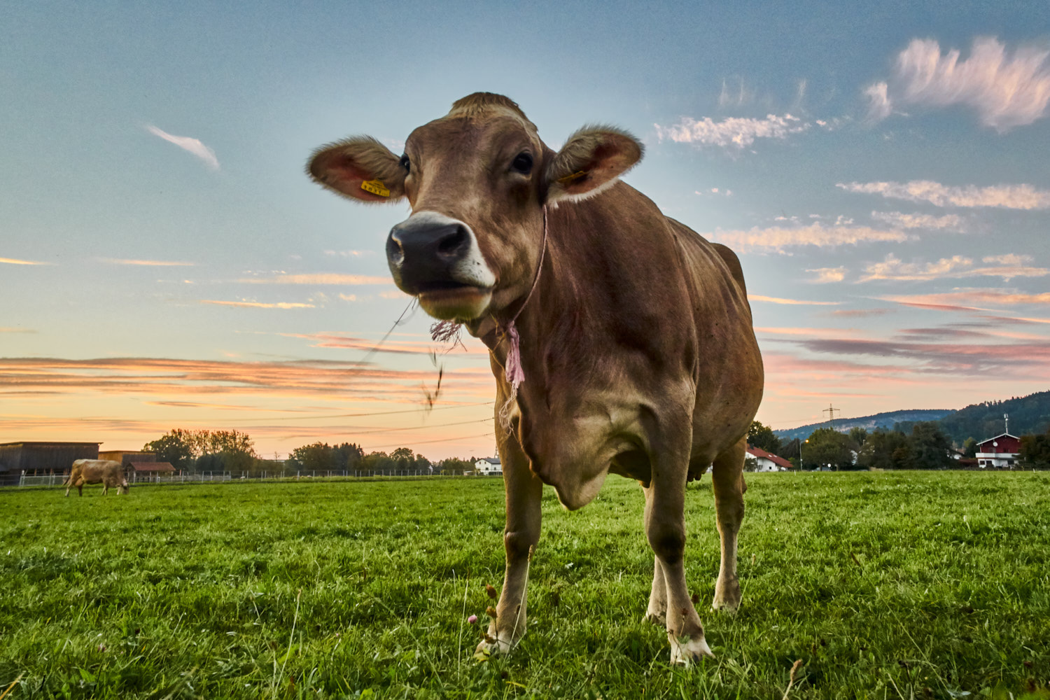 Olympus PEN-F + LEICA DG SUMMILUX 15/F1.7 sample photo. Cow photography