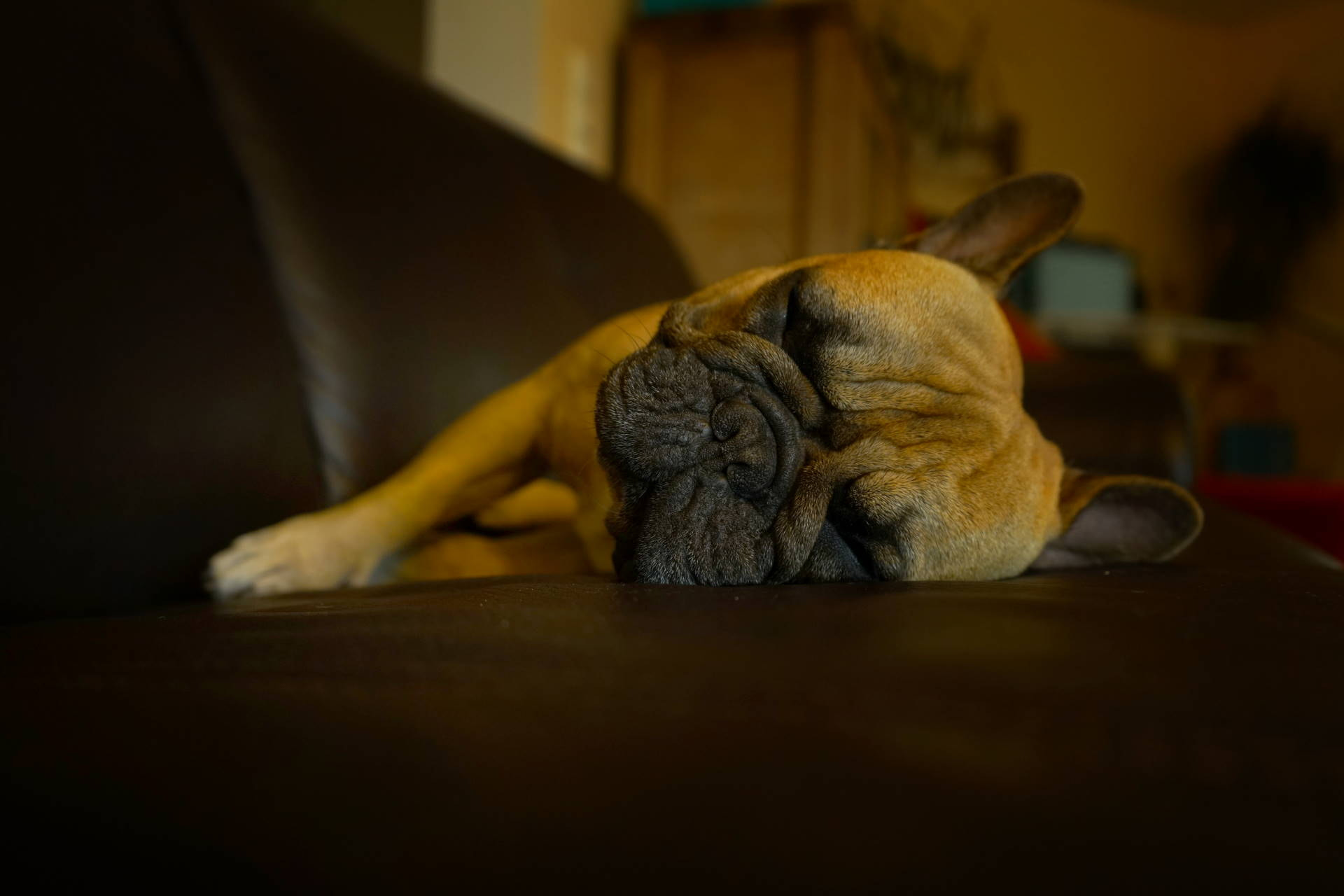 Sony a7R II + Sony FE 28-70mm F3.5-5.6 OSS sample photo. Schlafen ist seine lieblingsbeschäftigung  photography
