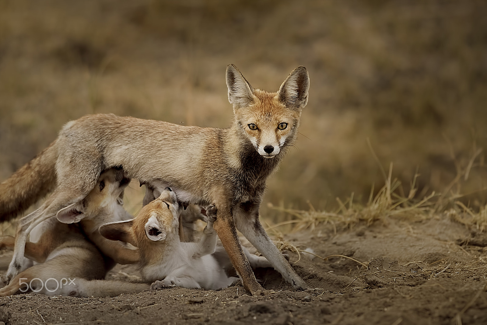 Nikon D750 + Nikon AF-S Nikkor 500mm F4G ED VR sample photo. Desert fox photography