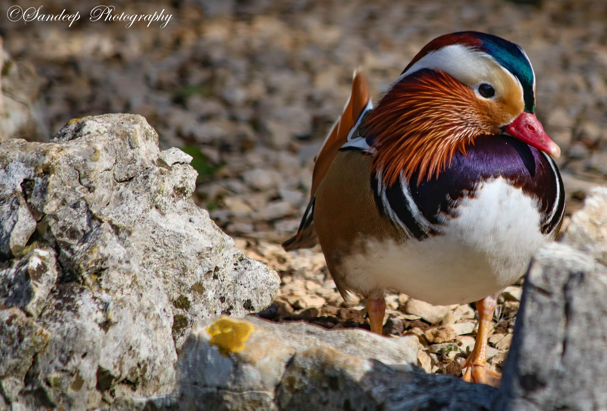 Canon EOS 750D (EOS Rebel T6i / EOS Kiss X8i) + Canon EF-S 55-250mm F4-5.6 IS sample photo. Mandarin duck photography