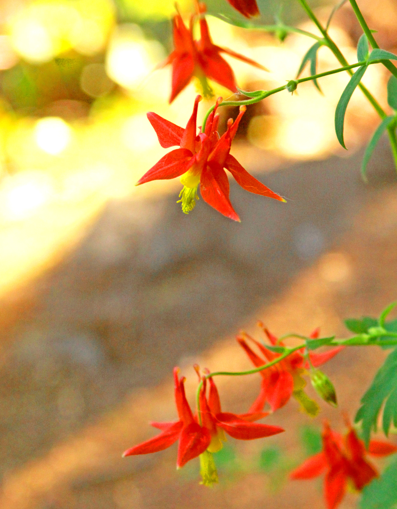 Canon EF 28-90mm f/4-5.6 sample photo. Trail flower photography