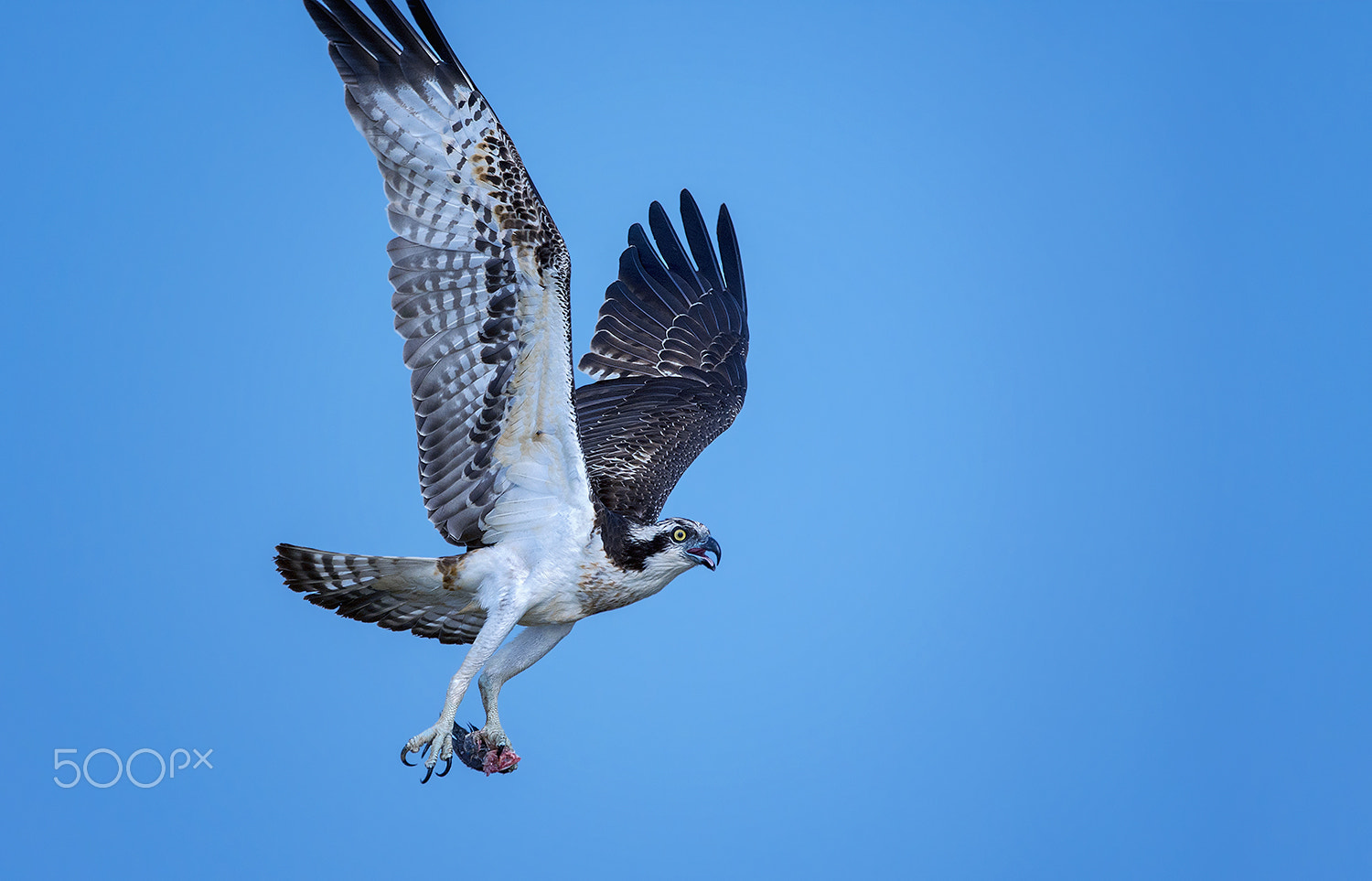 Nikon D7200 + Nikon AF-S Nikkor 500mm F4G ED VR sample photo. Osprey photography