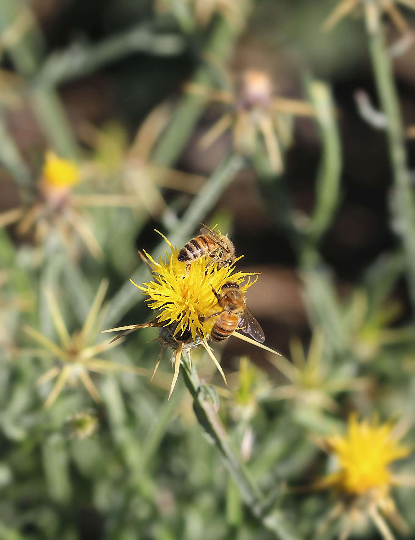Sigma 105mm F2.8 EX DG OS HSM sample photo. Two bee or not two bee? photography