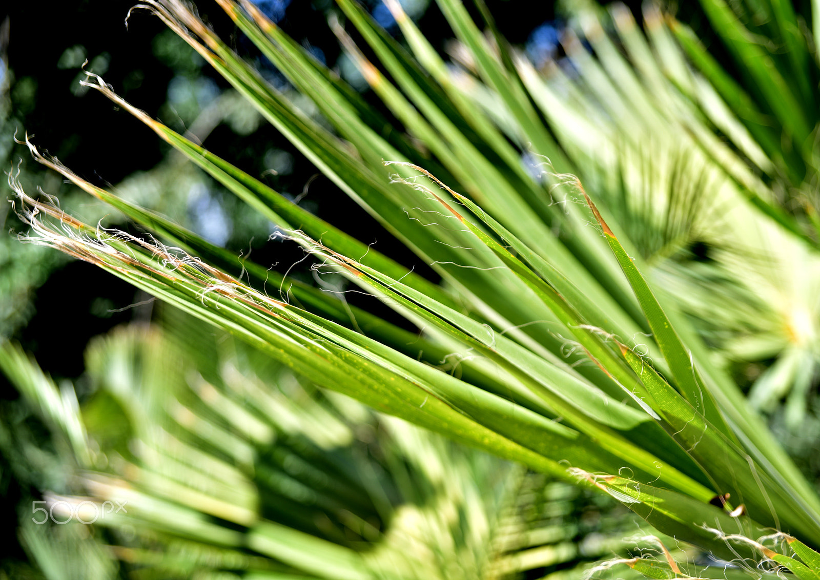 Sigma 24-70mm F2.8 EX DG HSM sample photo. Dsc photography