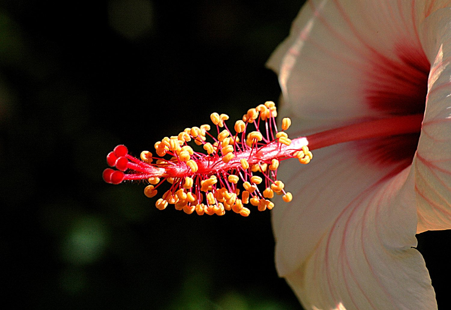 Nikon D70s + Sigma Macro 90mm F2.8 sample photo. A photography