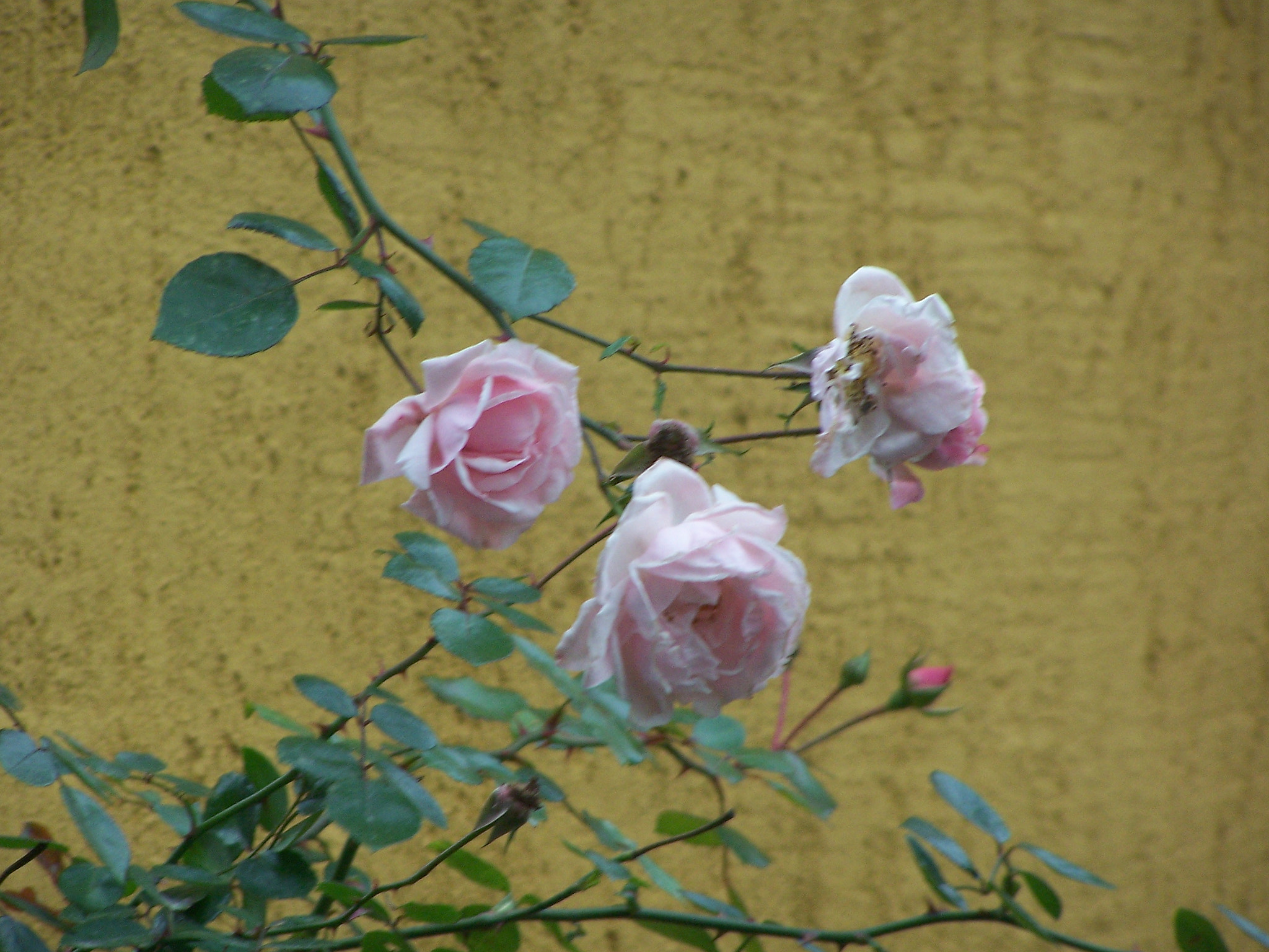 Kodak DX7590 ZOOM DIGITAL CAMERA sample photo. Roses photography