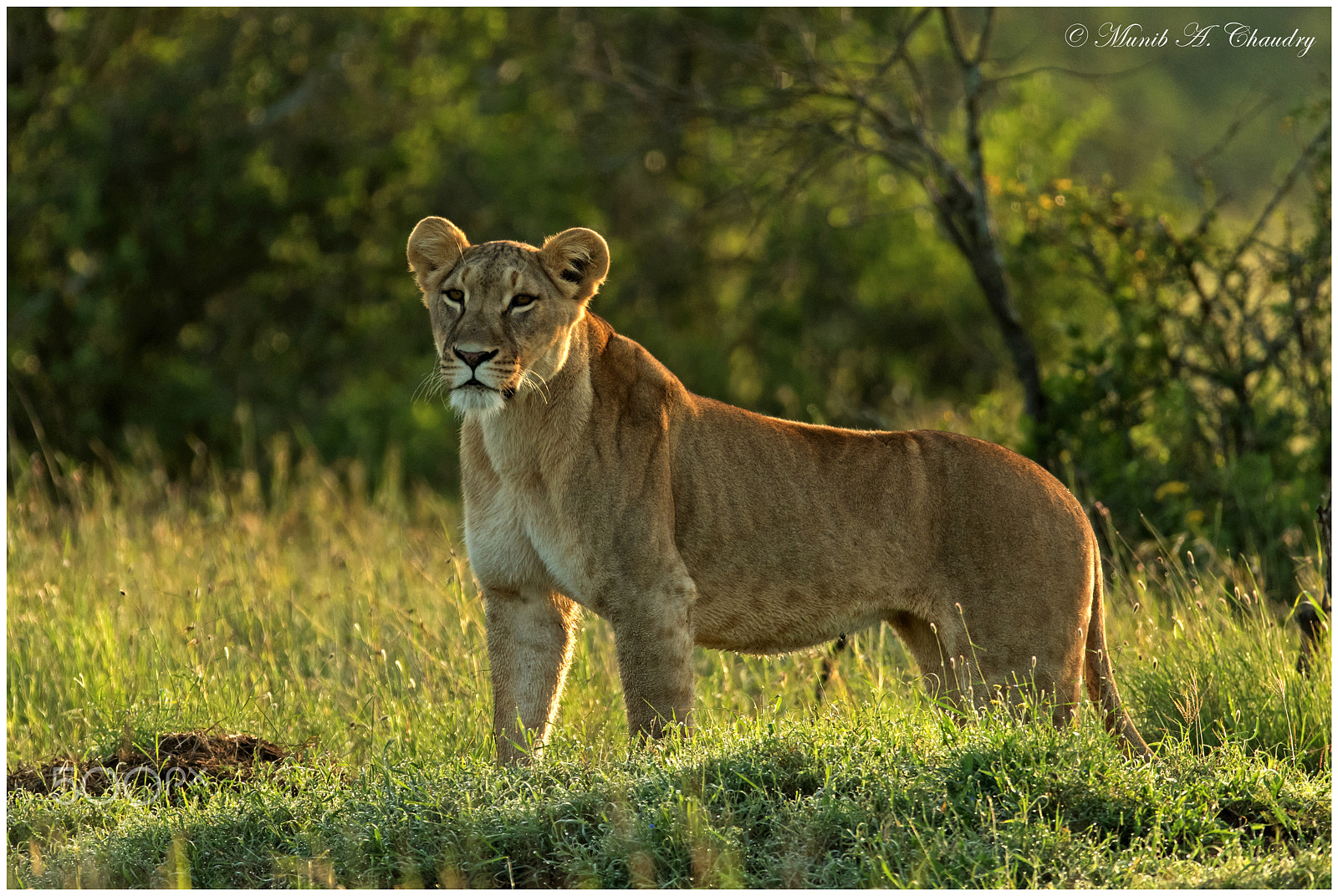 Canon EF 200-400mm F4L IS USM Extender 1.4x sample photo. Queen of laikipia! photography