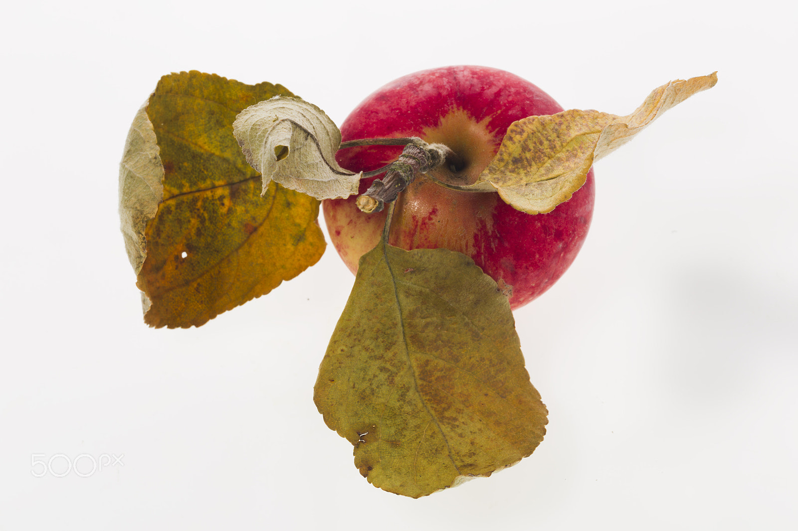 Canon EOS-1D Mark IV sample photo. Apple with leaves on a white plastic background photography