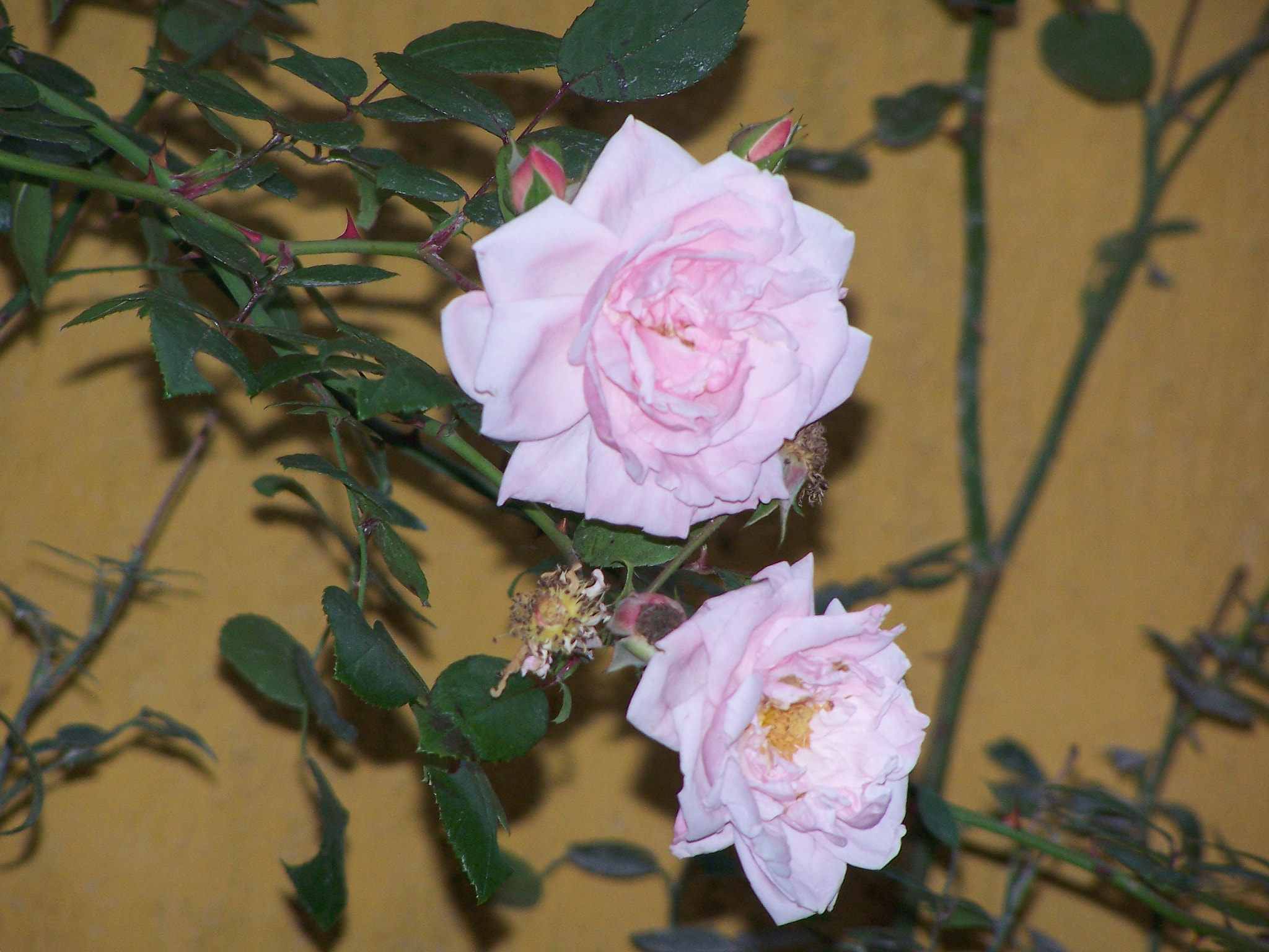 Kodak DX7590 ZOOM DIGITAL CAMERA sample photo. Roses photography