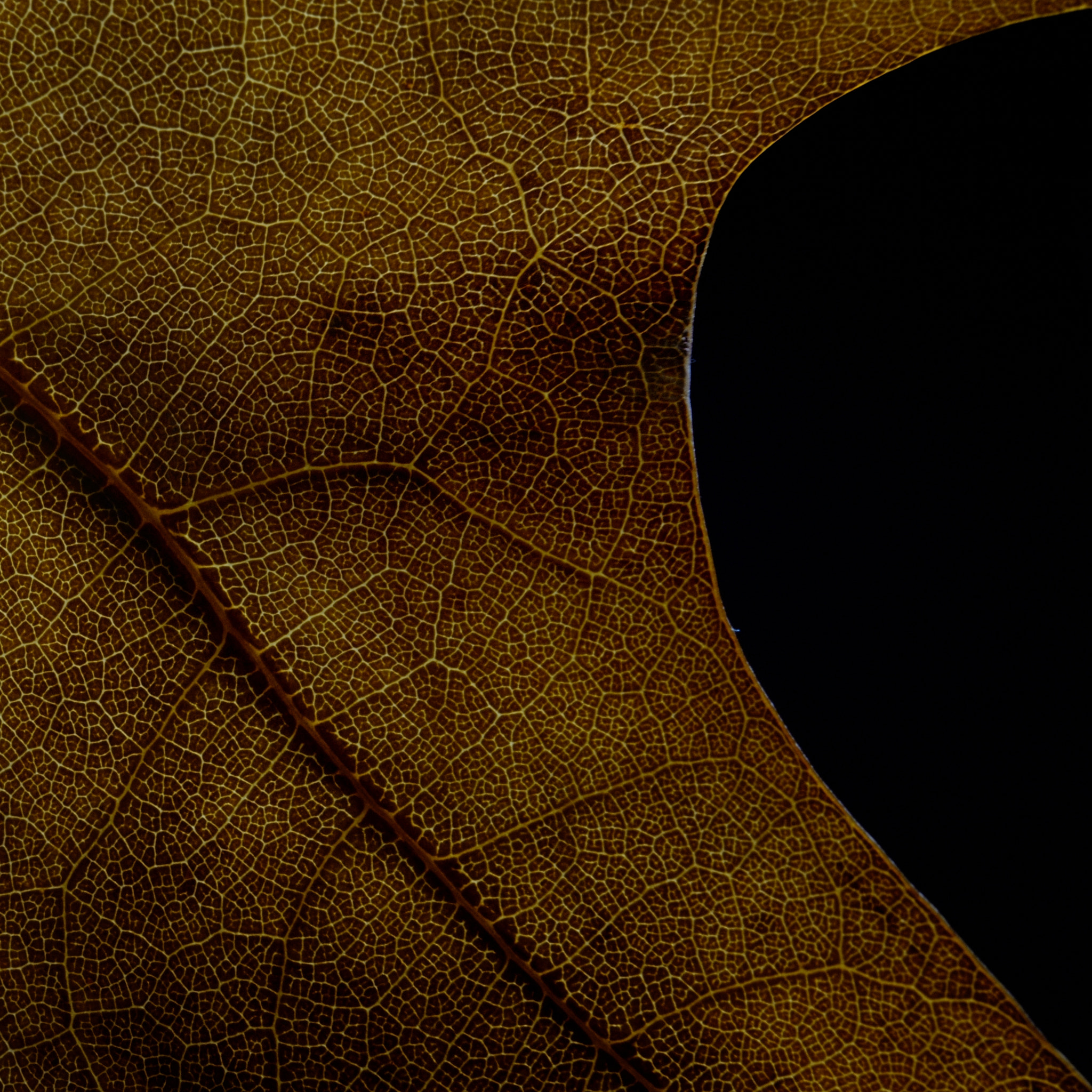 Nikon AF-S Micro-Nikkor 60mm F2.8G ED sample photo. Part of a leaf photography