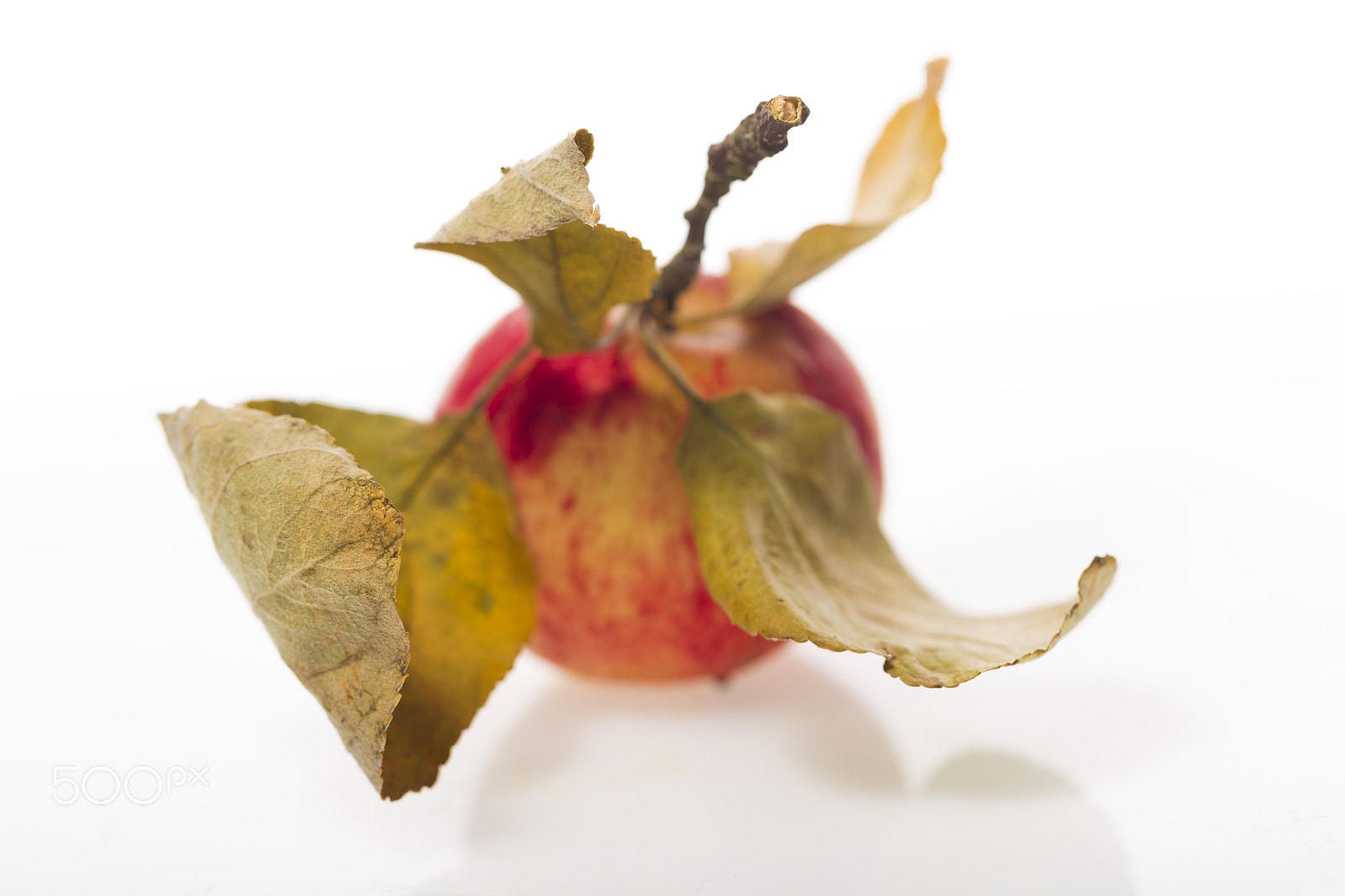 Canon EOS-1D Mark IV sample photo. Apple with leaves on a white plastic background photography