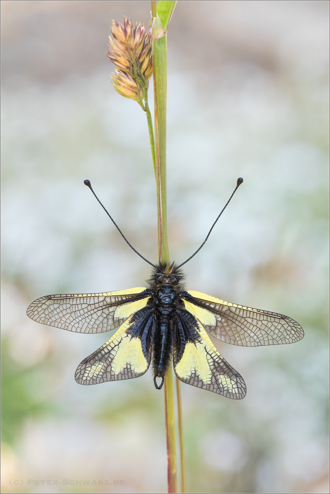 Sigma 150mm f/2.8 EX DG OS HSM APO Macro sample photo. Libelloides coccajus photography
