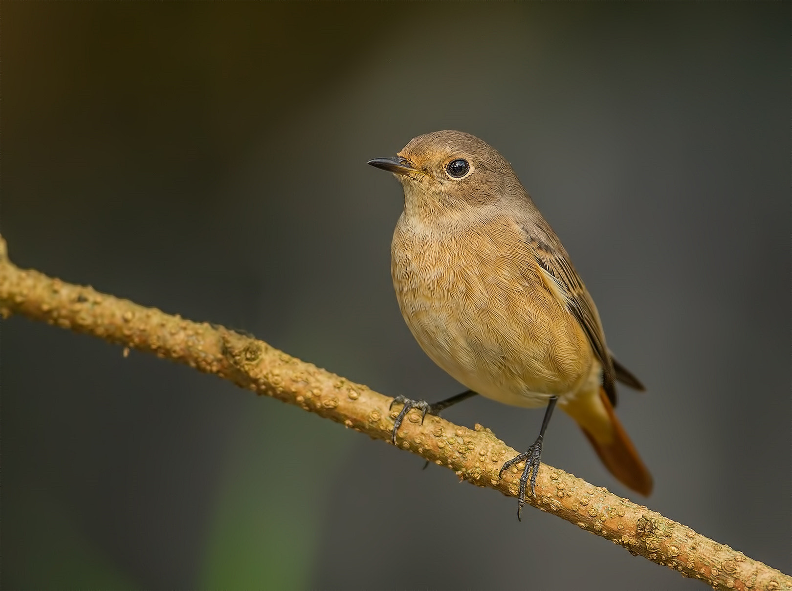 Canon EF 500mm F4L IS USM sample photo. Redstart photography