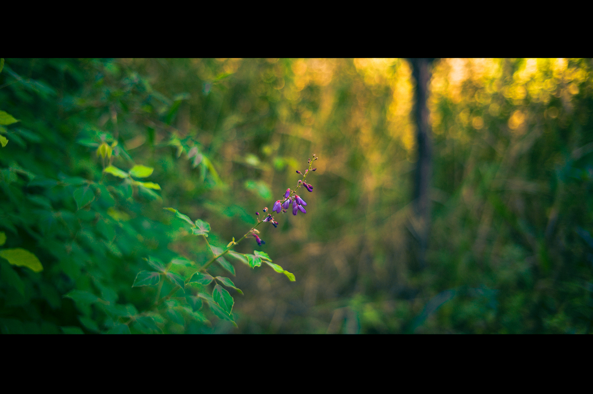 Leica M9 + Leica Summicron-M 35mm F2 ASPH sample photo