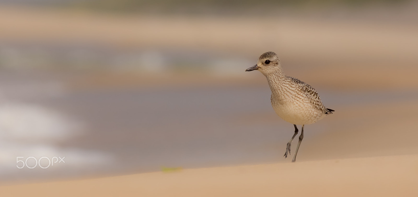 Canon EOS 6D + Canon EF 400mm F5.6L USM sample photo. Pluvialis squatarola / grey plover photography