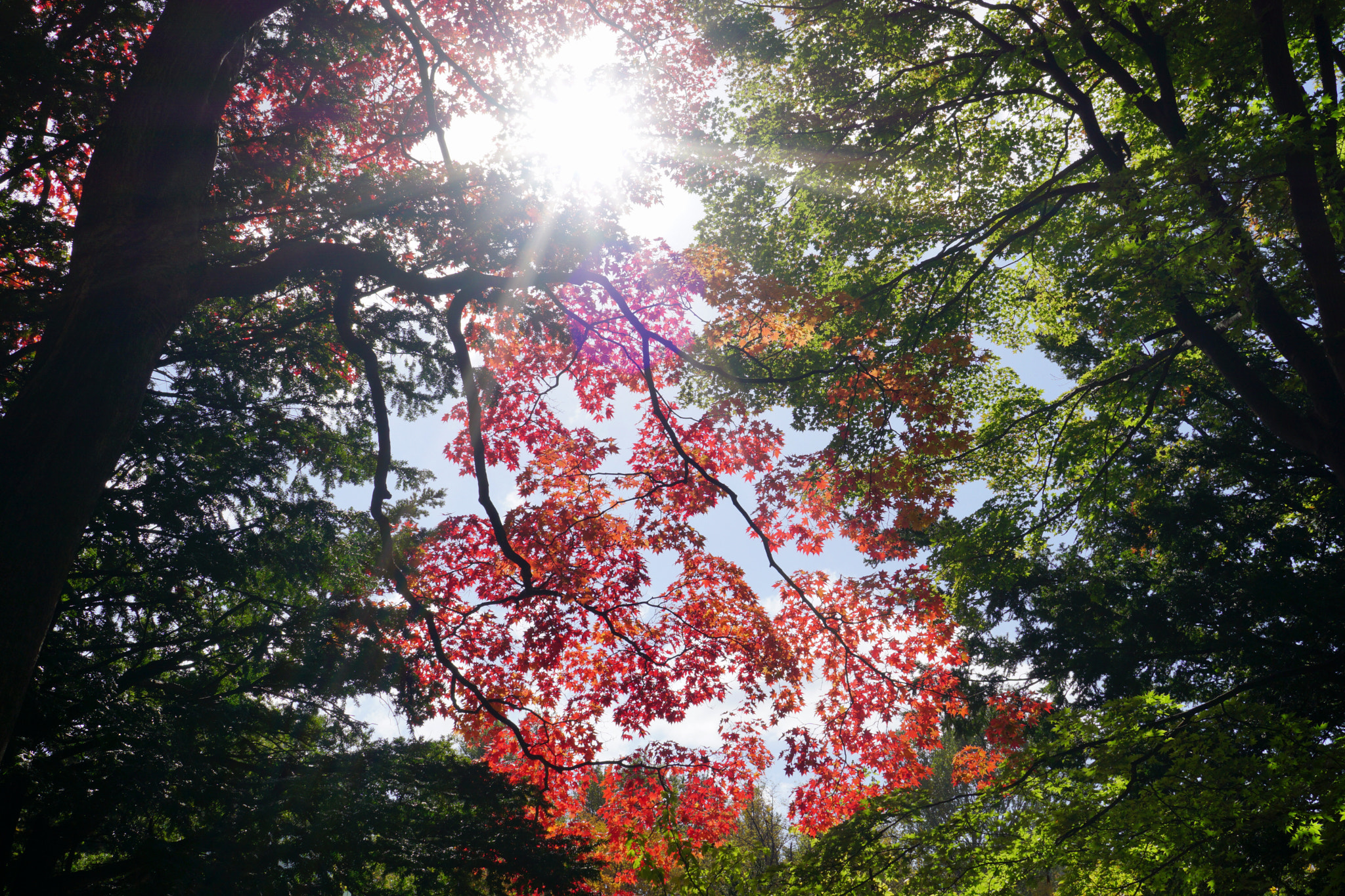 Sony a6000 + Sony Sonnar T* E 24mm F1.8 ZA sample photo. The color of the clear autumn sky photography