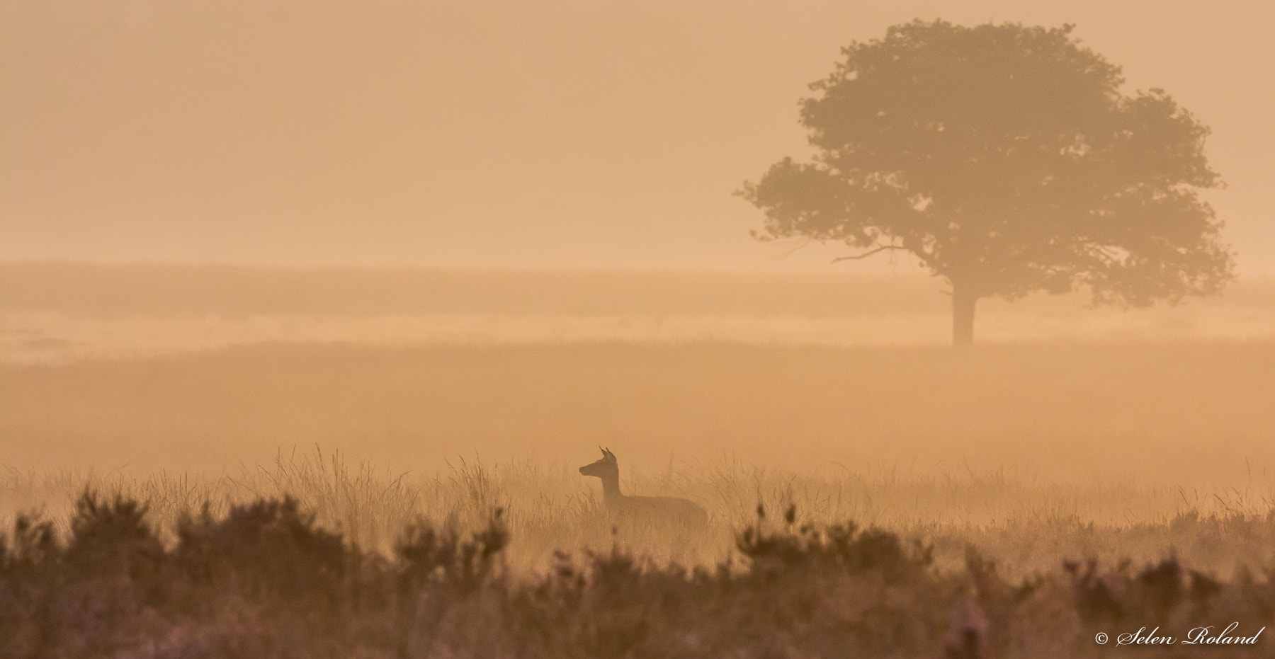 Nikon D7100 + Nikon AF-S Nikkor 500mm F4G ED VR sample photo. Damhert bij zonsopgang - fallow deer at sunrise photography