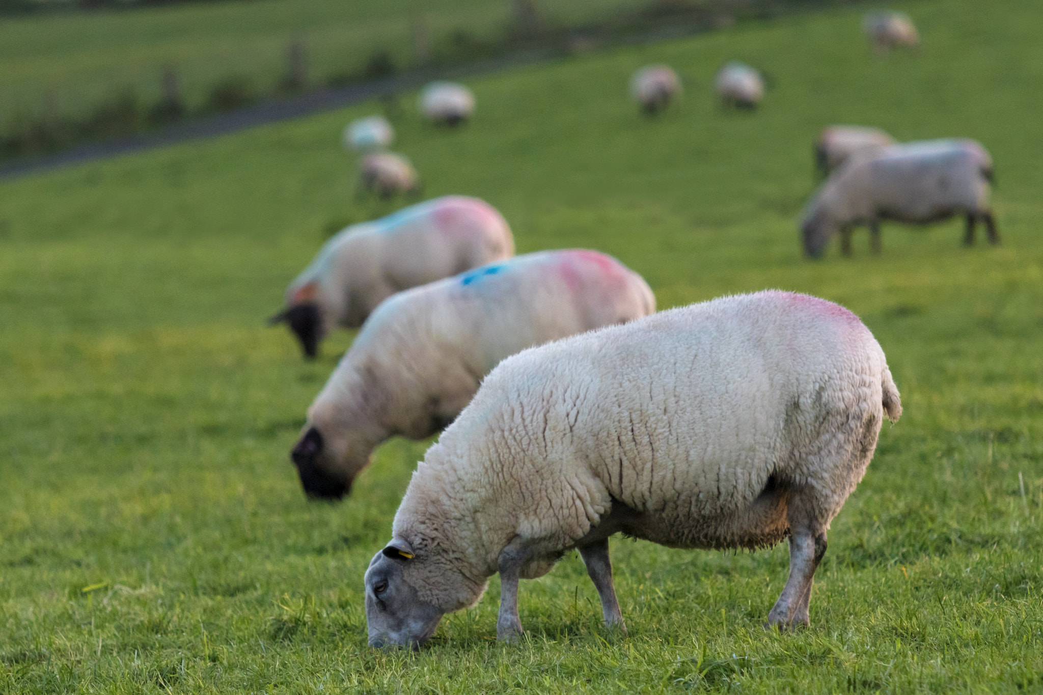 Canon EOS 80D + Canon EF 70-200mm F4L IS USM sample photo. 3 ewes in a row photography