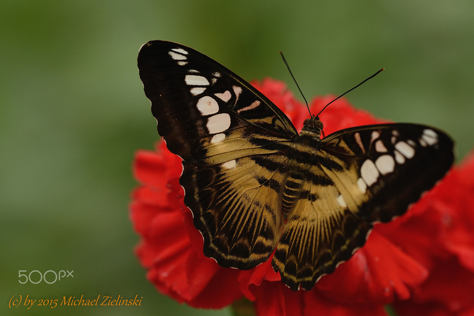 Nikon D800E + Sigma 150mm F2.8 EX DG OS Macro HSM sample photo. Schmetterling / butterfly photography